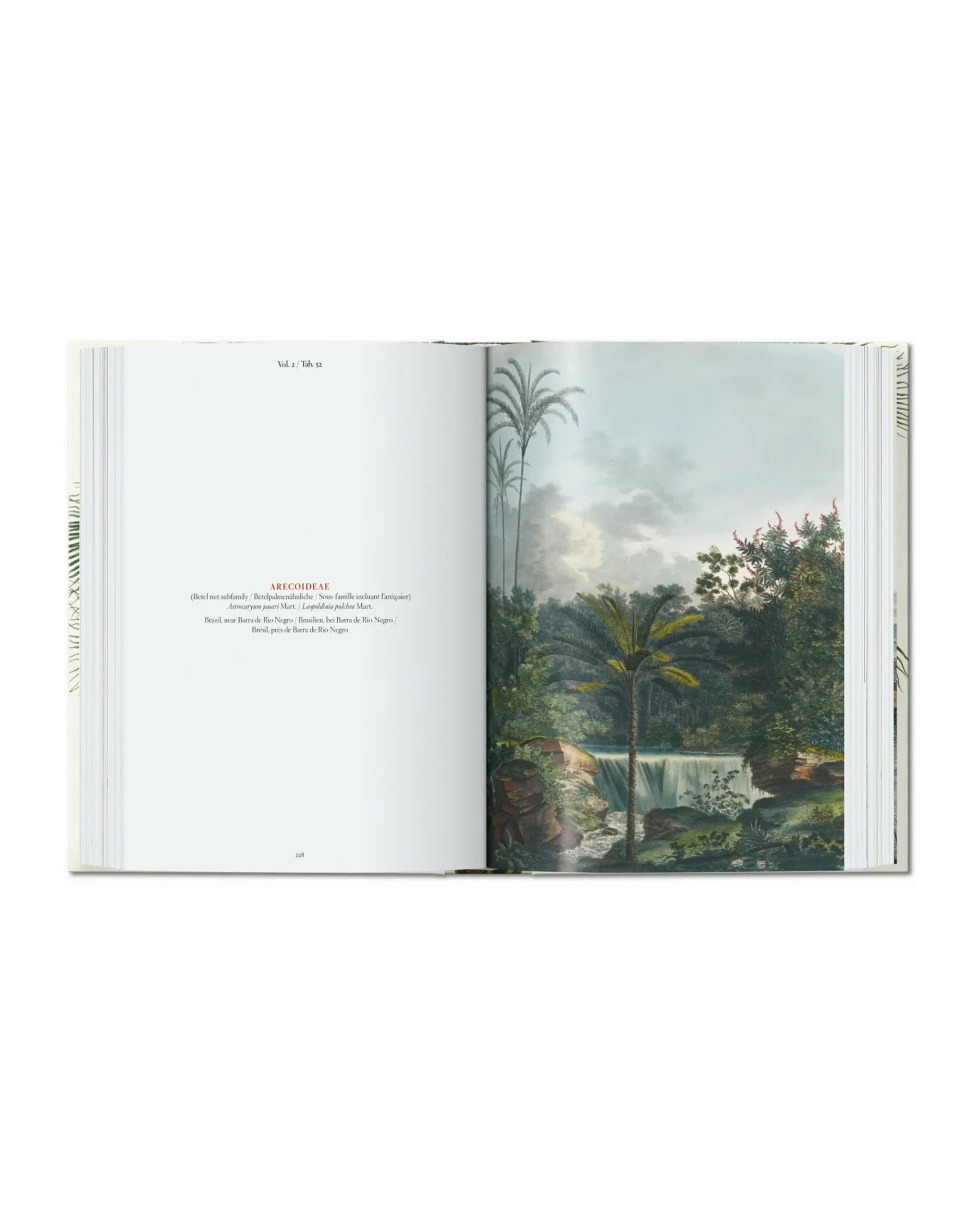 The Book of Palms. 45th Edt.