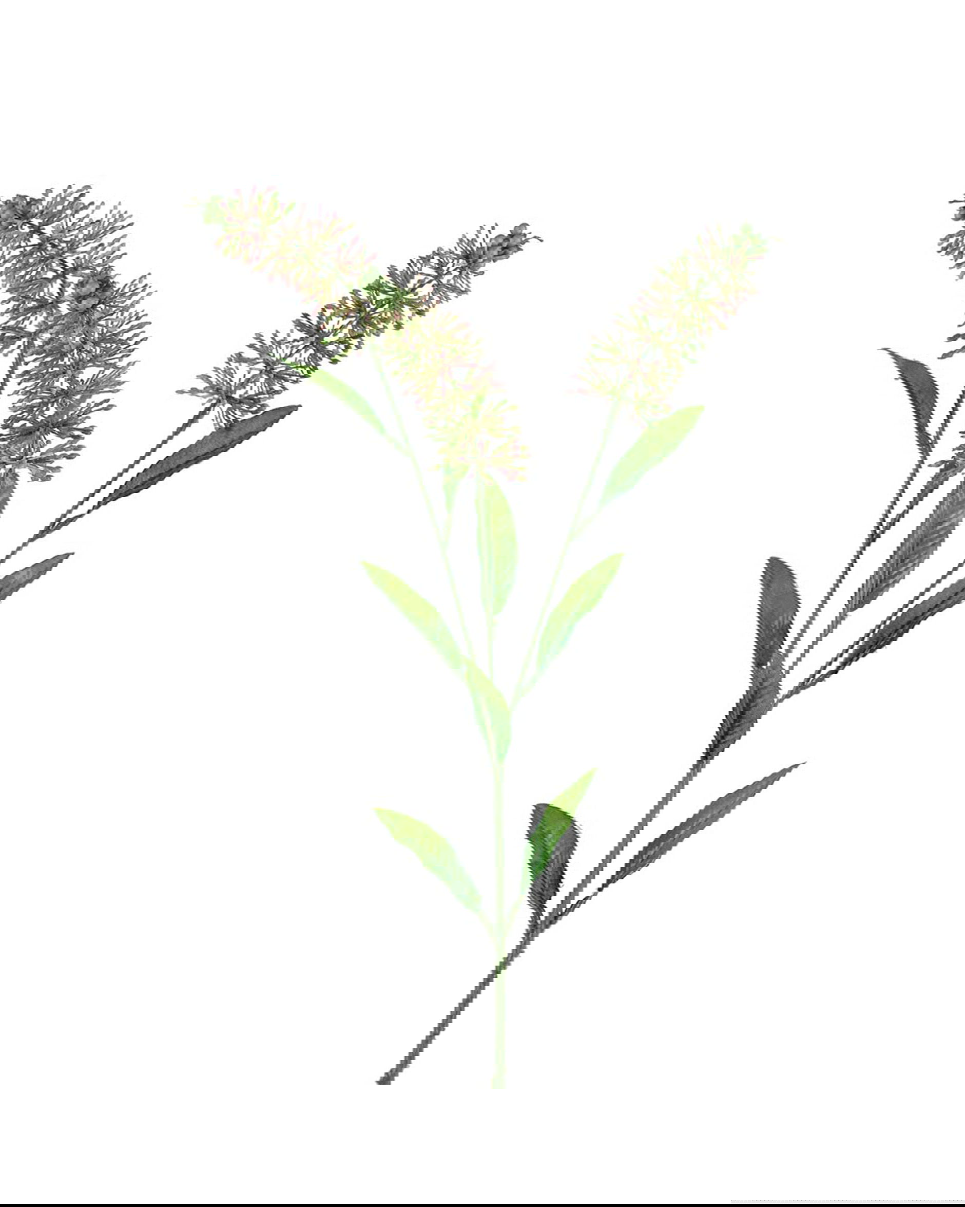 Astilbe cut flower Pink