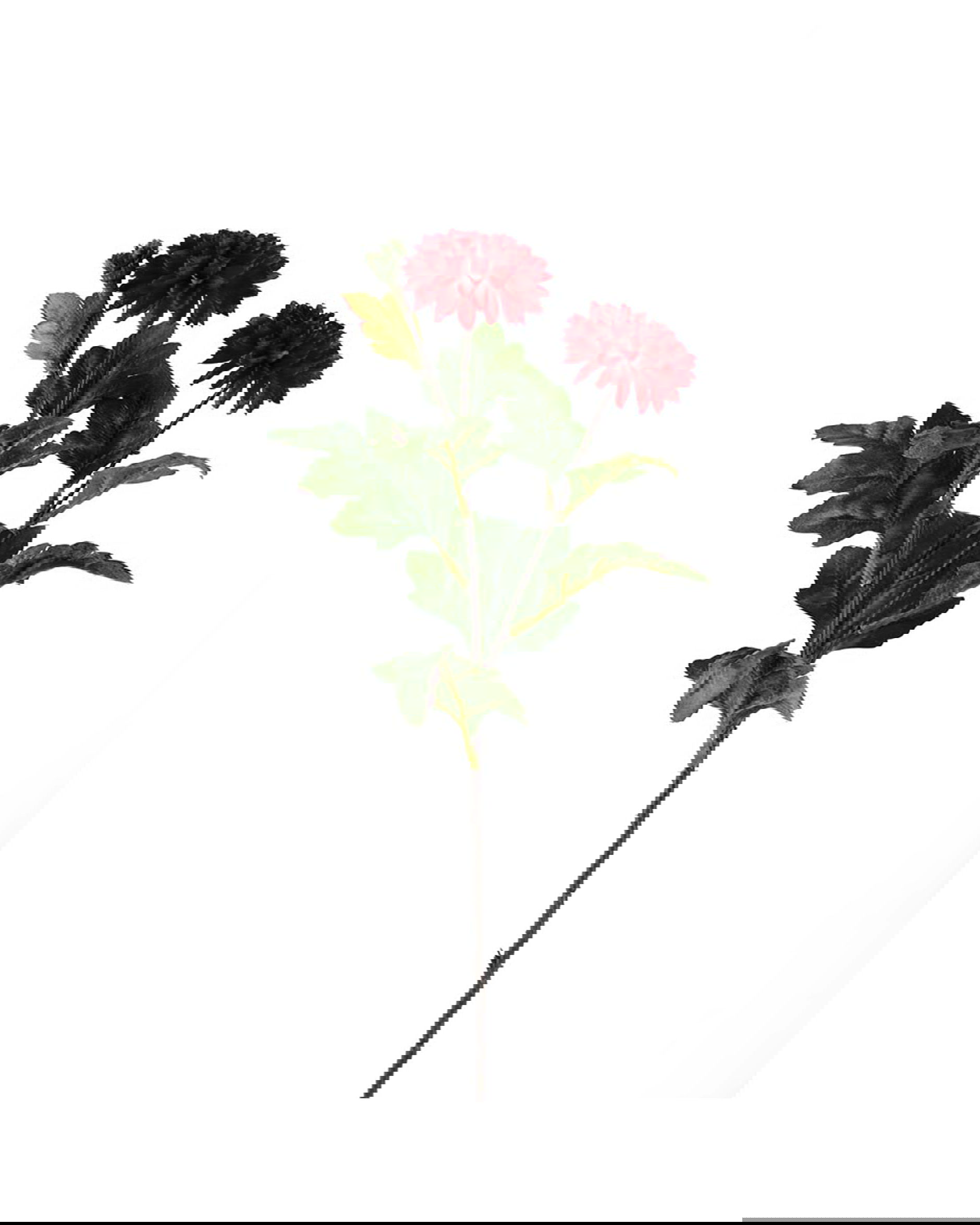 Krysantemum snittblomst vinrød