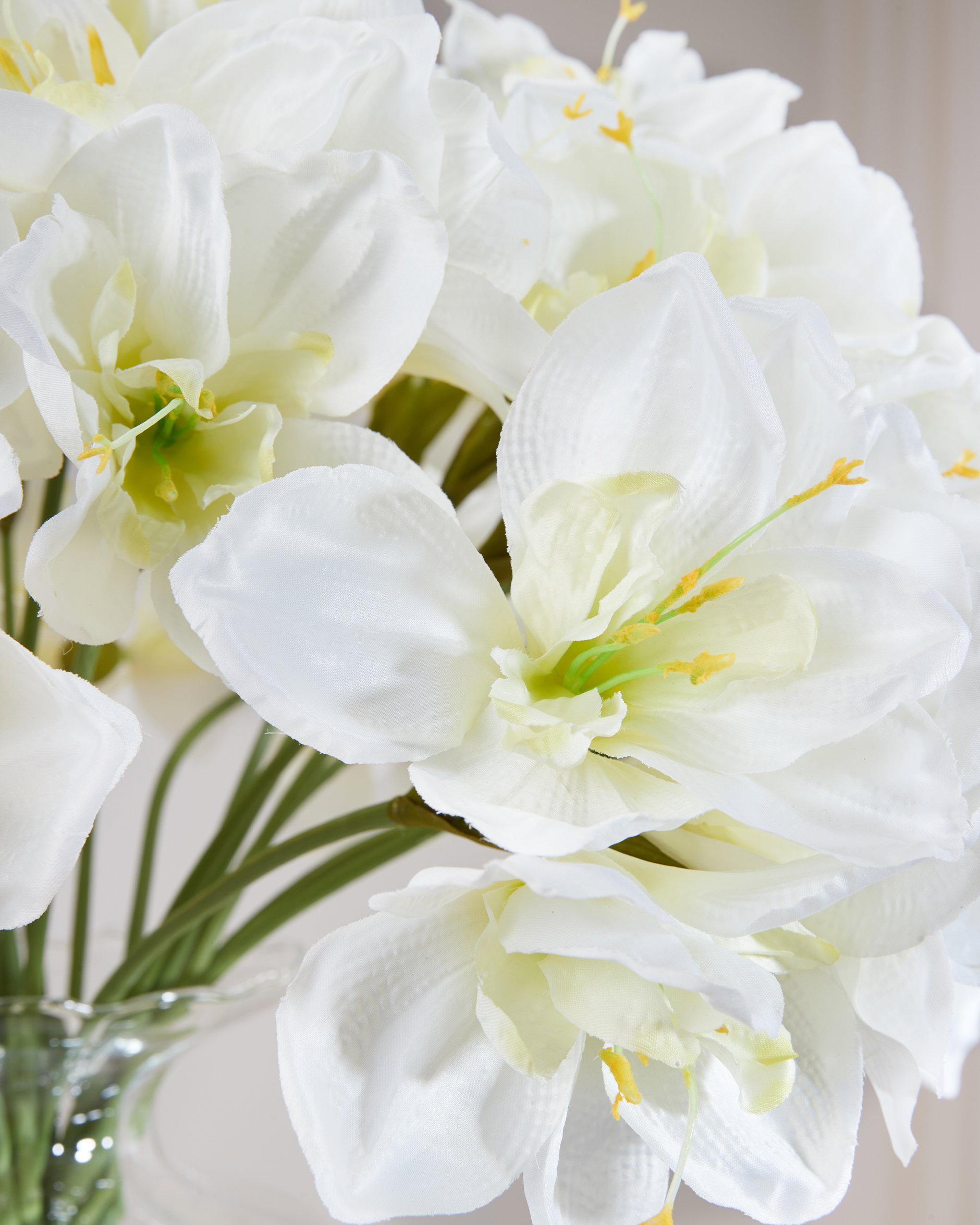 Amaryllis cut flower white