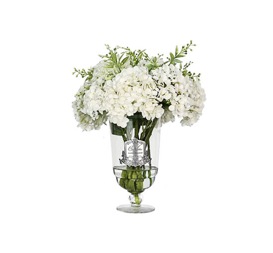 Hortensia d’Été gåvoset vit