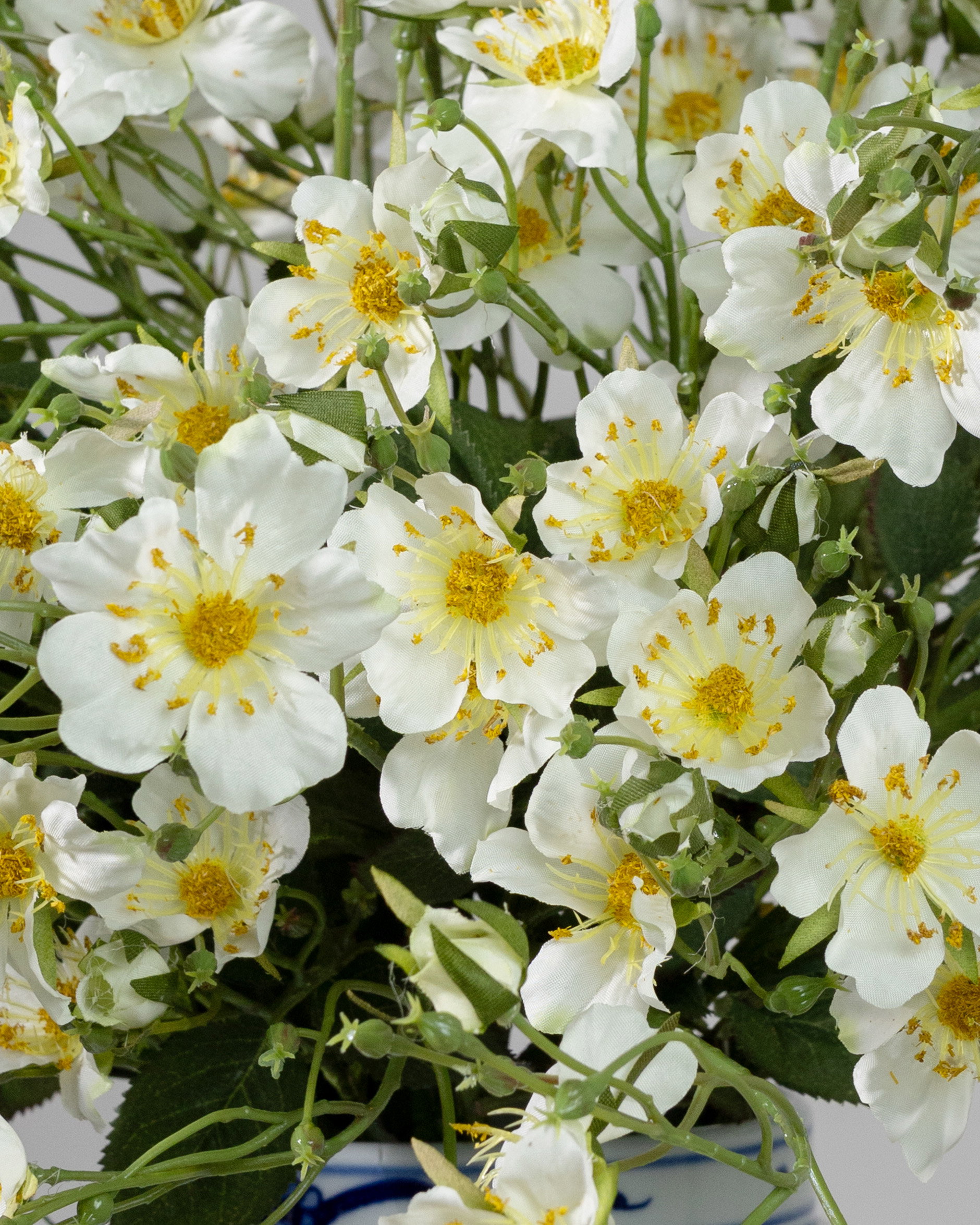 Japanese climbing rose cut flower white