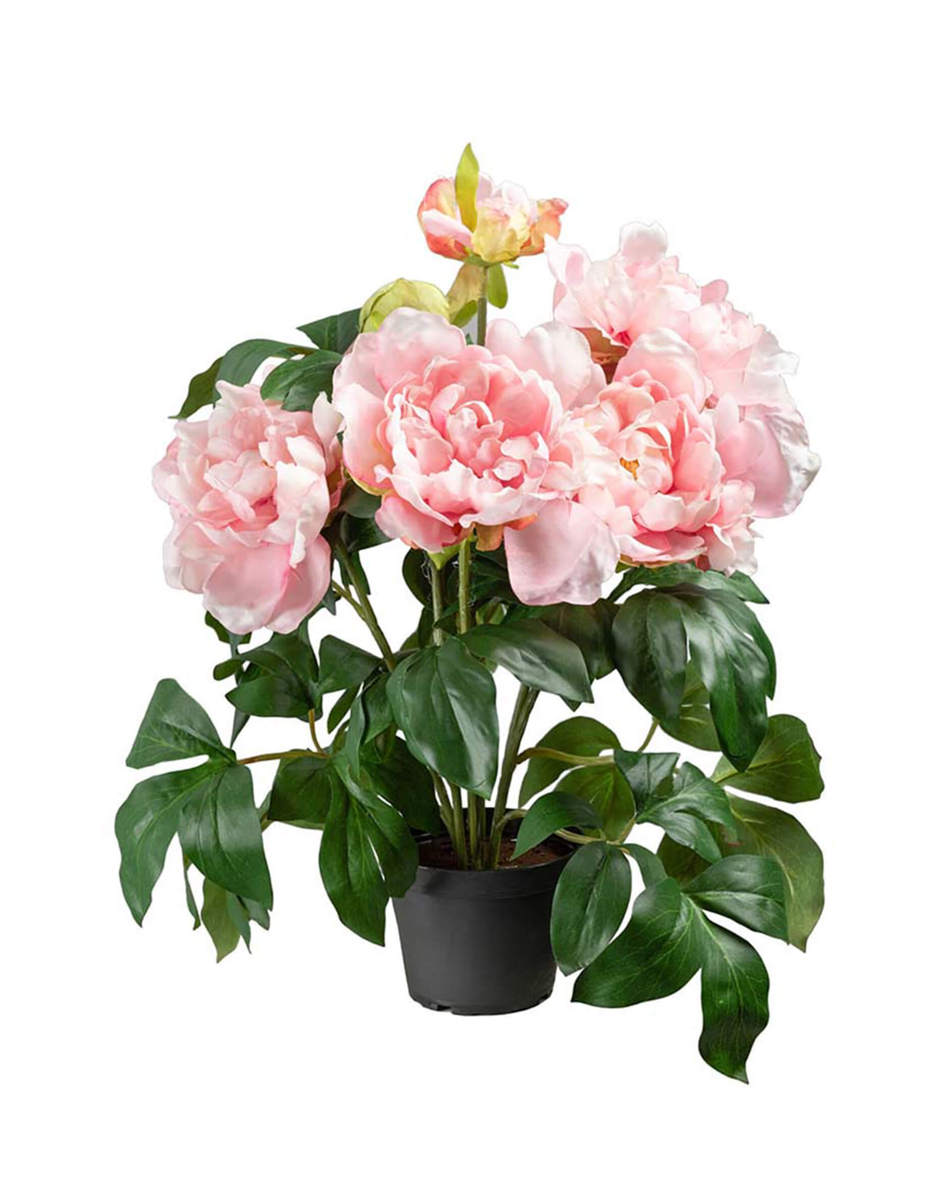 Pfingstrose Topfpflanze rosa