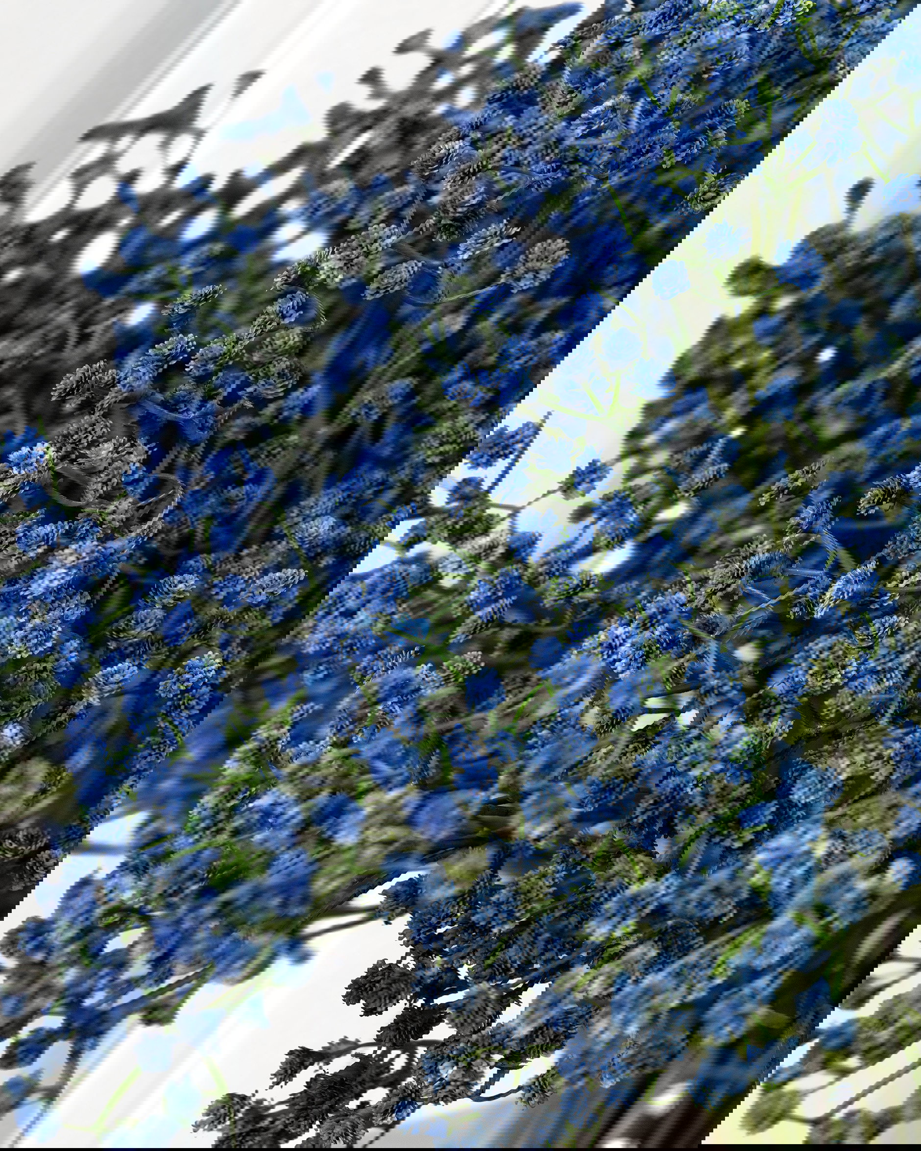 Brudslöja snittblomma blå