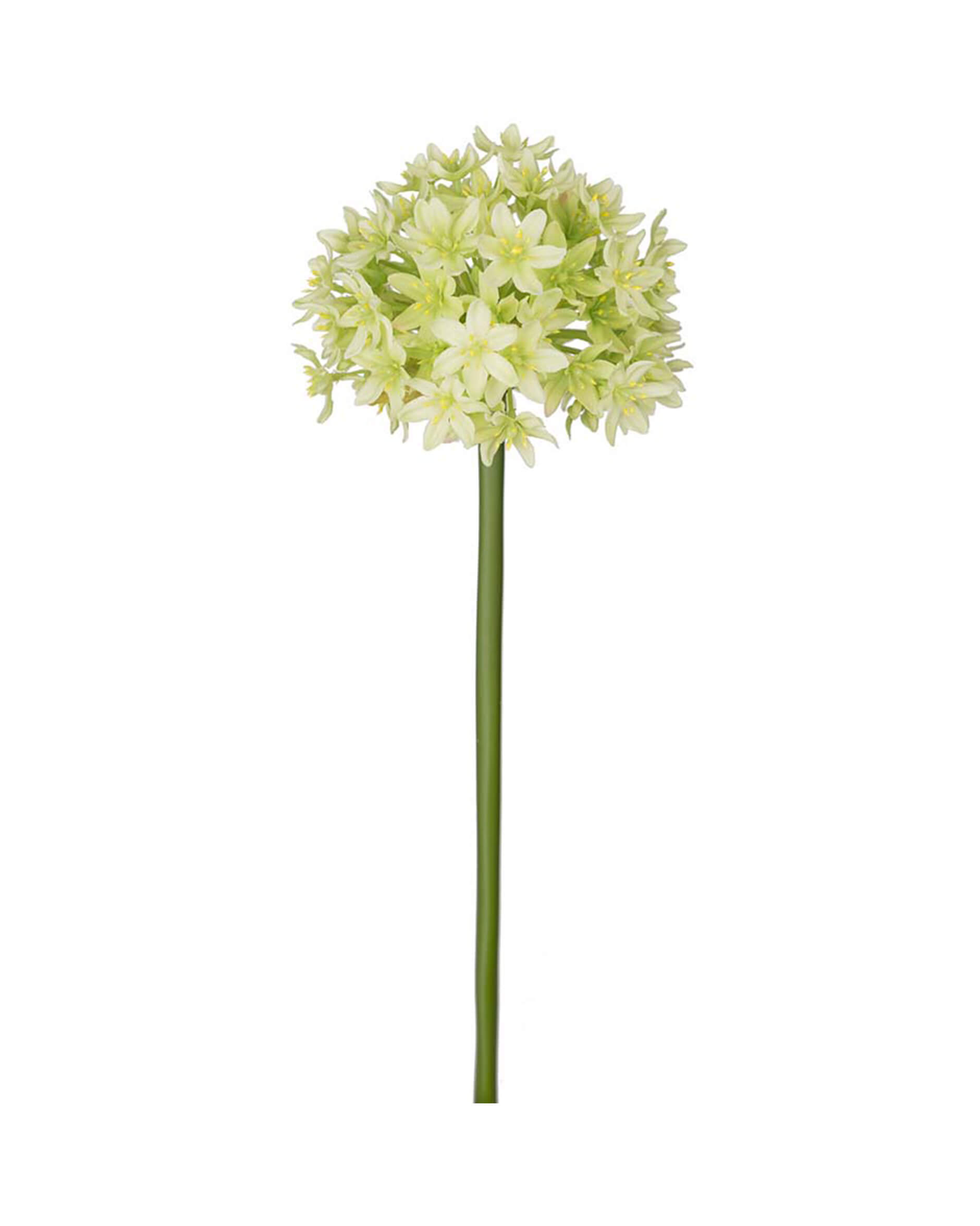 Allium snittblomma grön