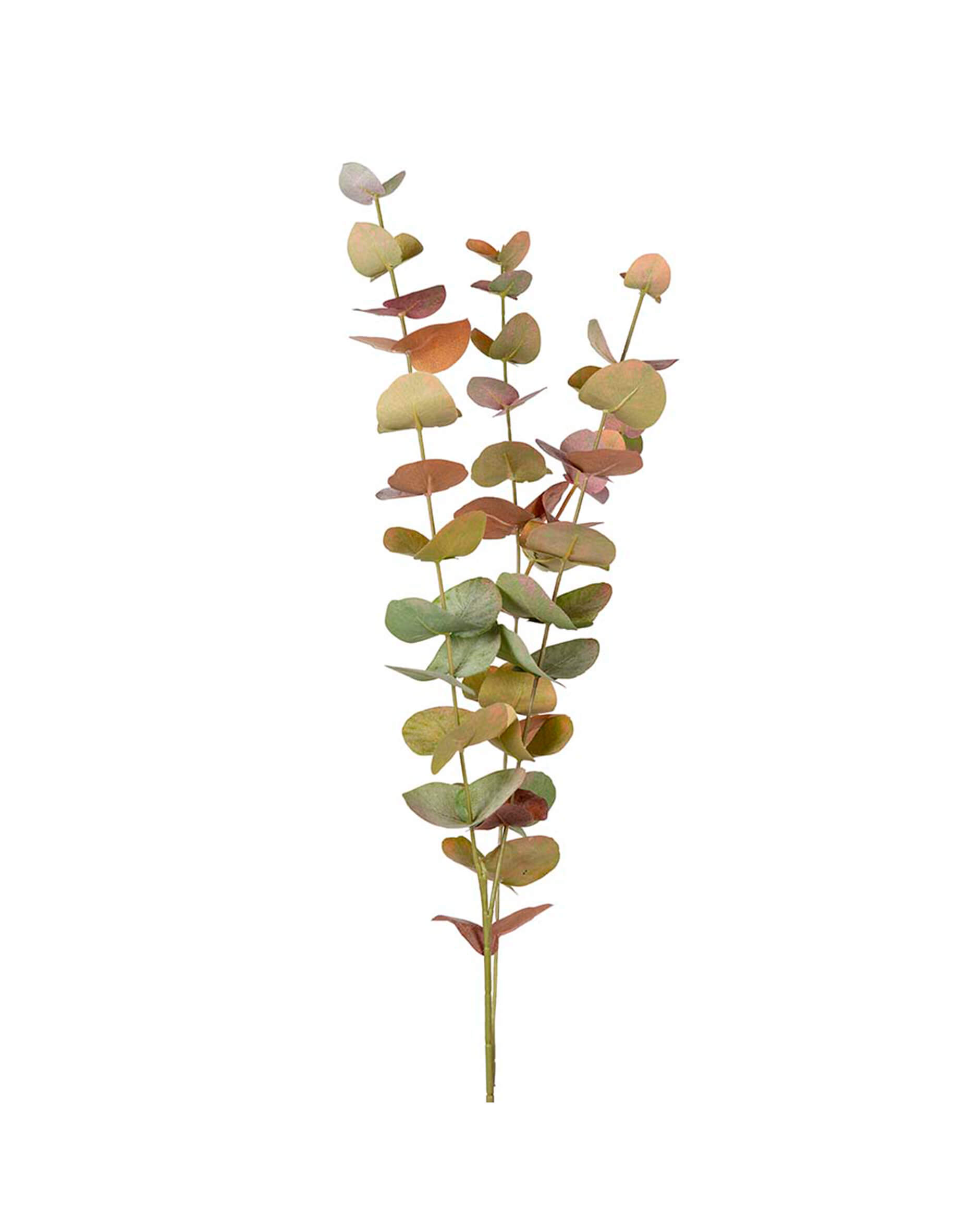 Eucalyptus snittblomma grön/orange