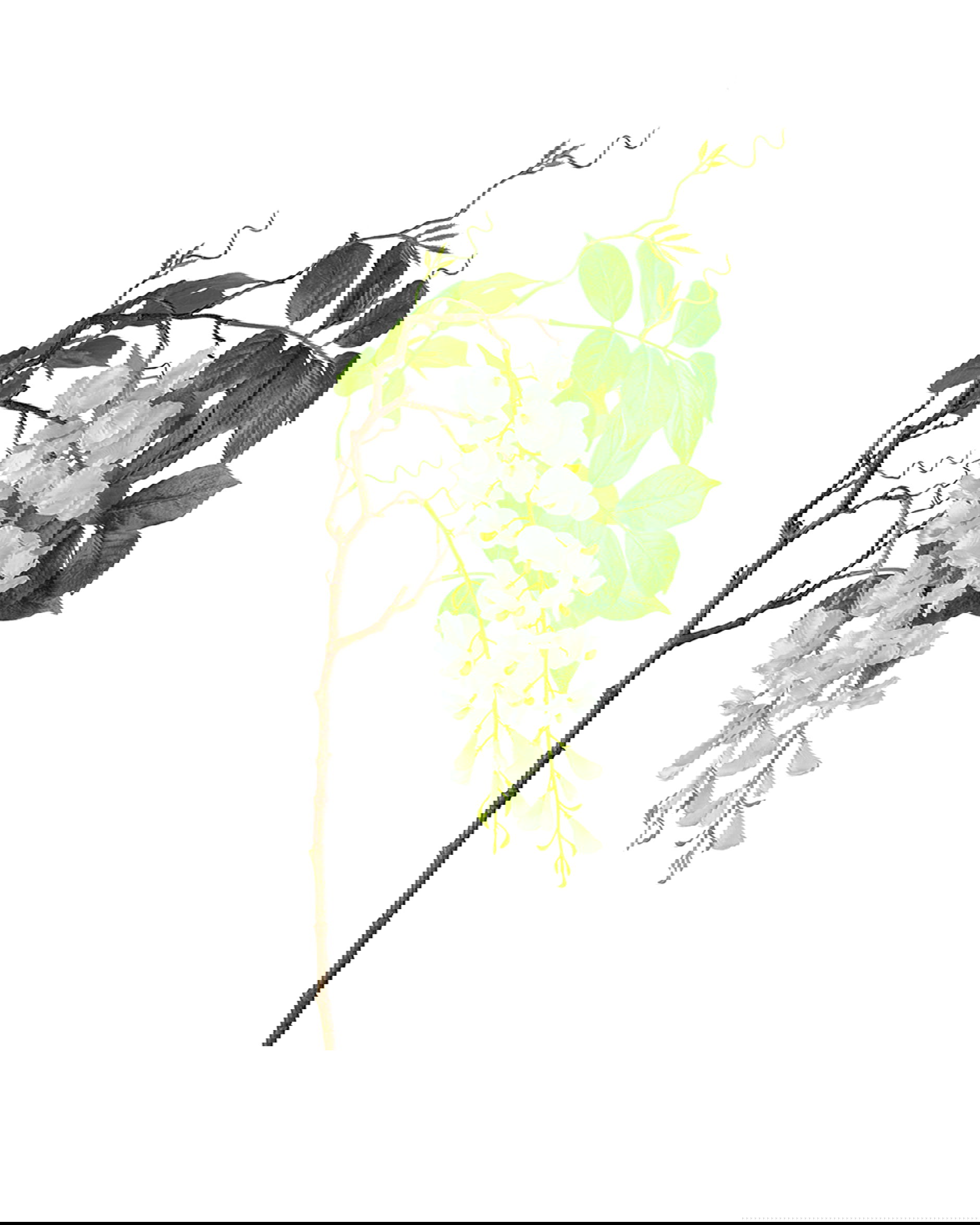 Visteria snittblomma vit