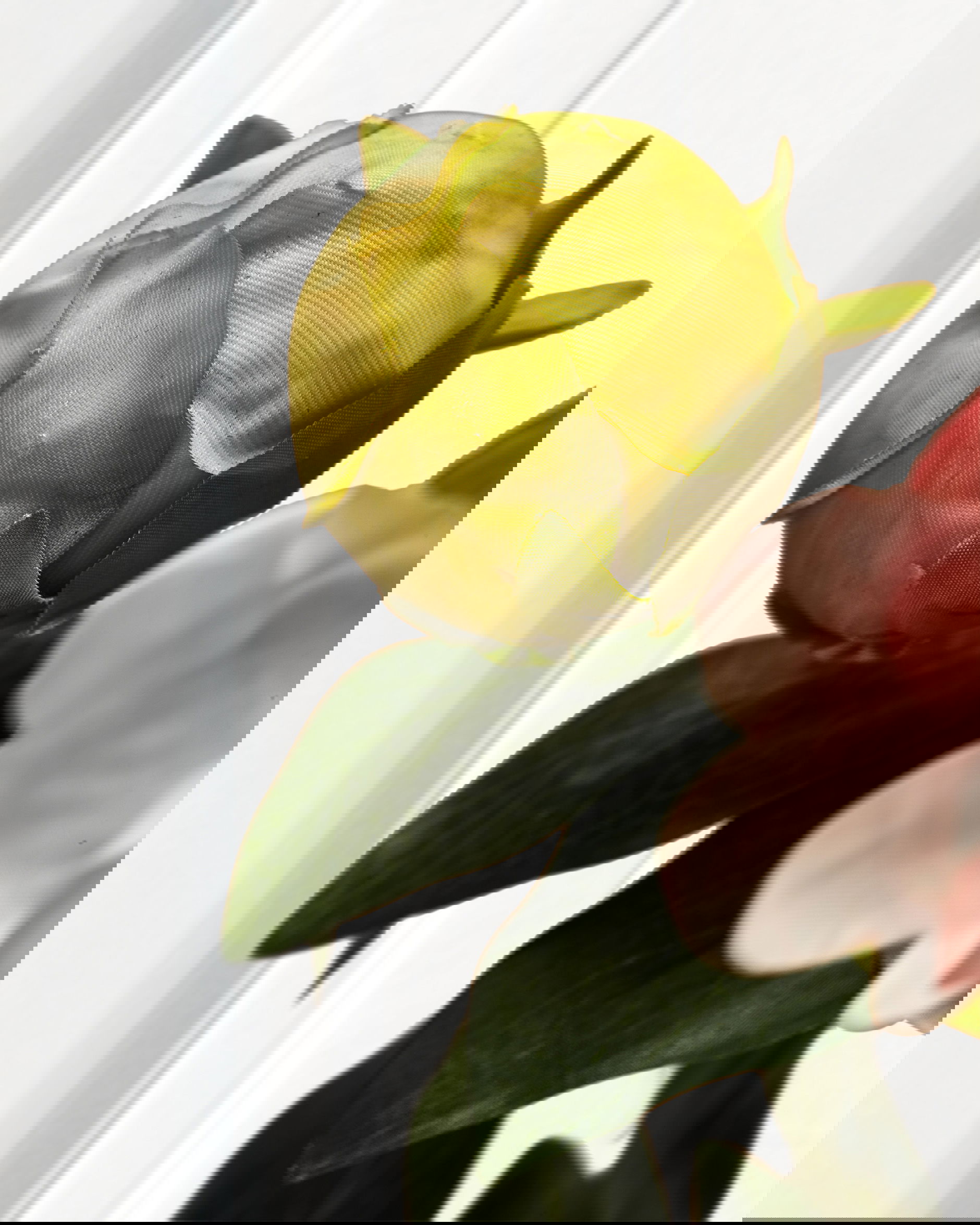 Pfingstrose Topfpflanze rosa