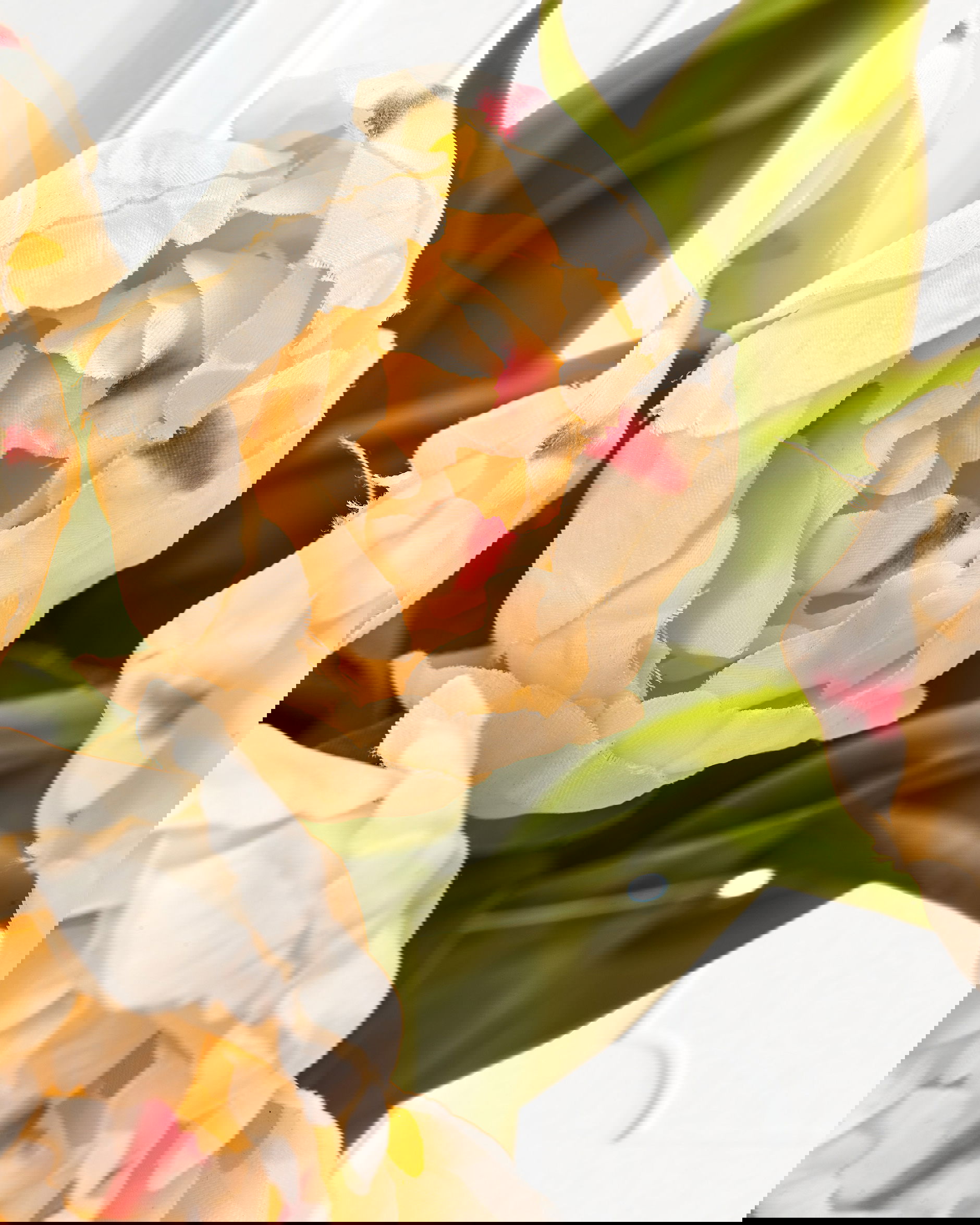 Tulpan snittblomma cream