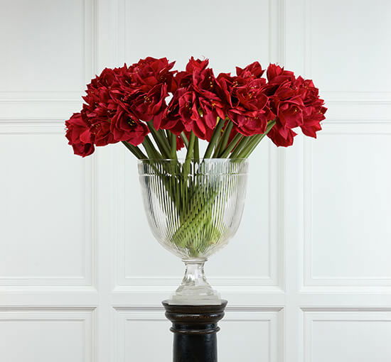 null - Amaryllis Cut Flower Red