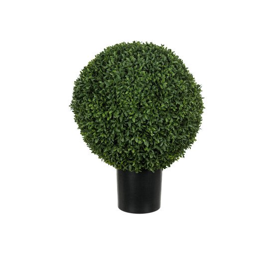 Boxwood Potted Plant Green