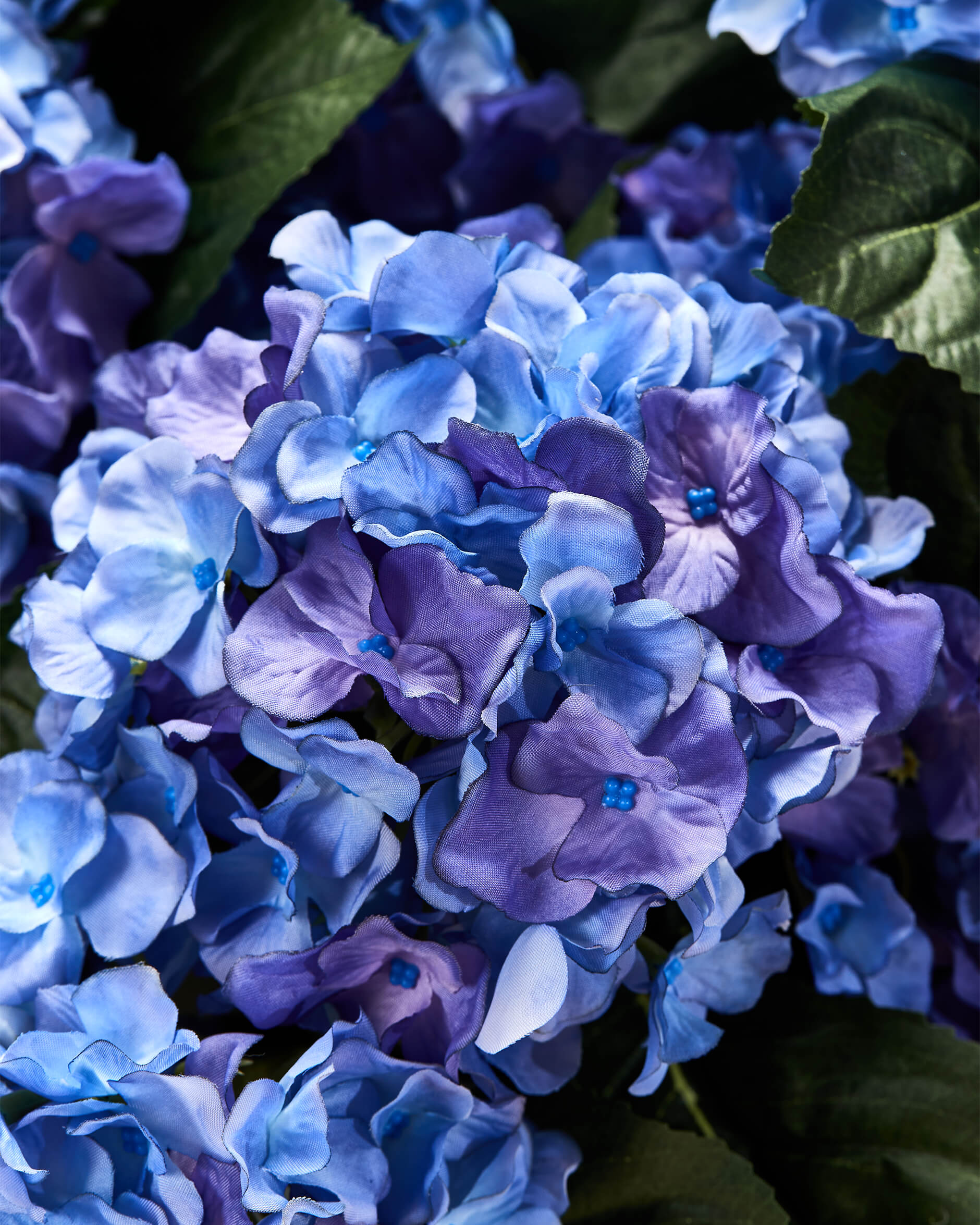 Hortensia krukväxt blå