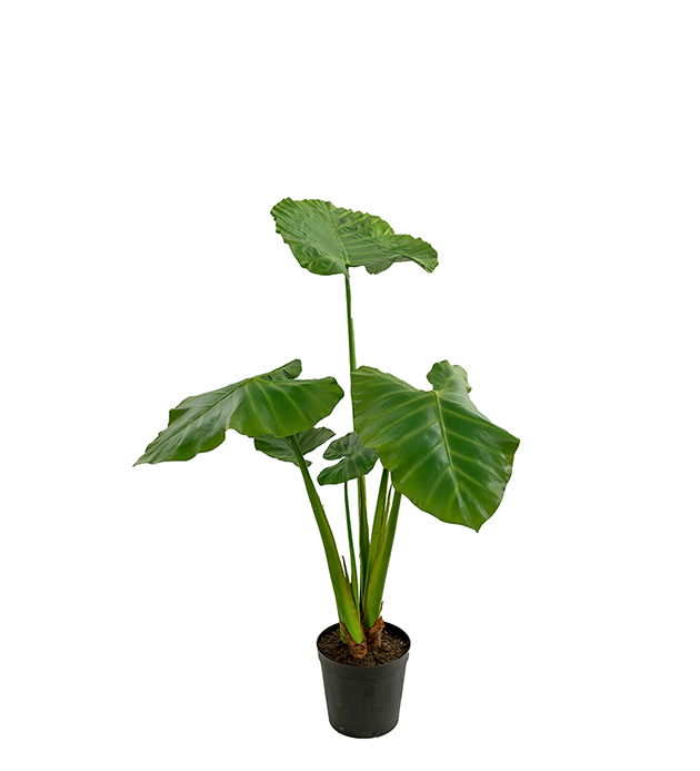Alocasia krukväxt 120 cm