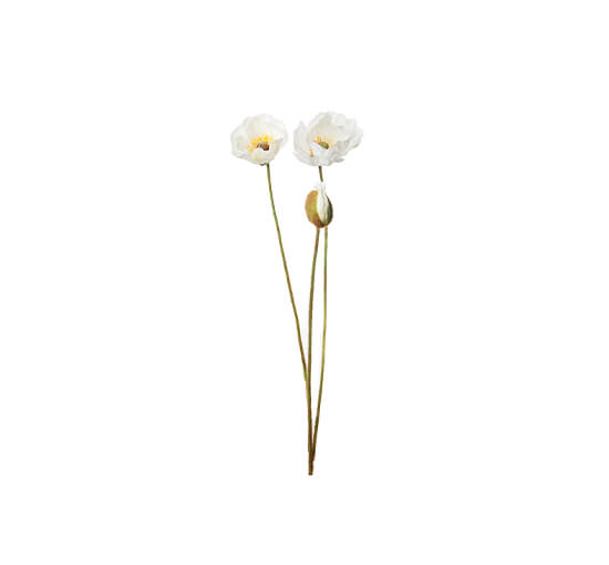 Wit - Poppy cut flower white OUTLET