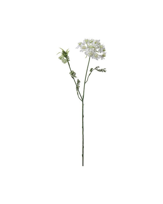 Blomsterkørvel hvid