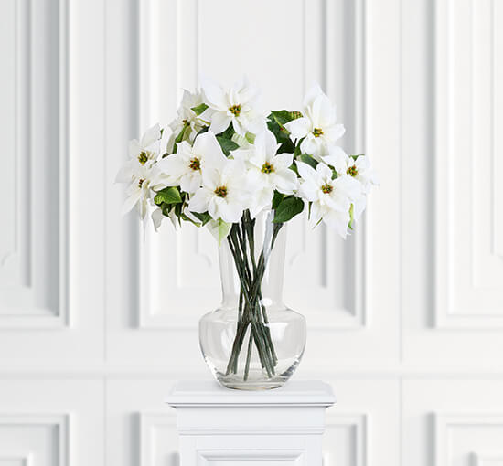White - Poinsettia Cut Flower White