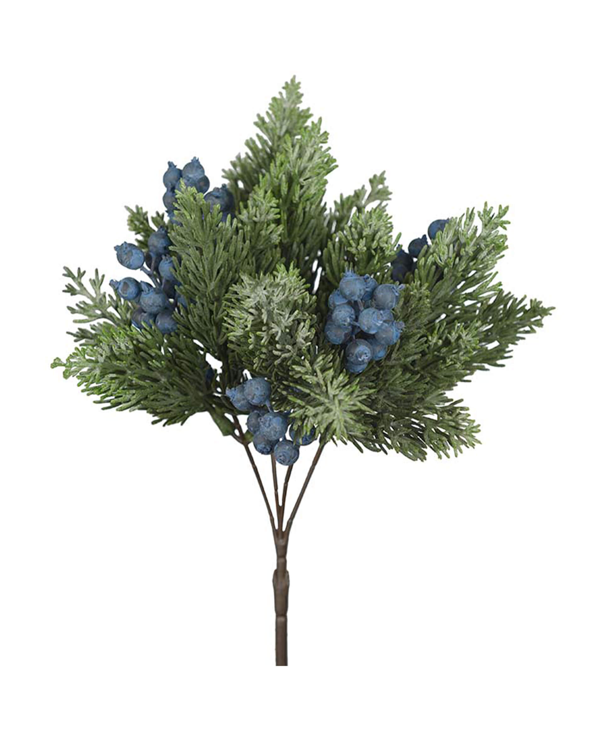 Vinterbär kvist blåa bär