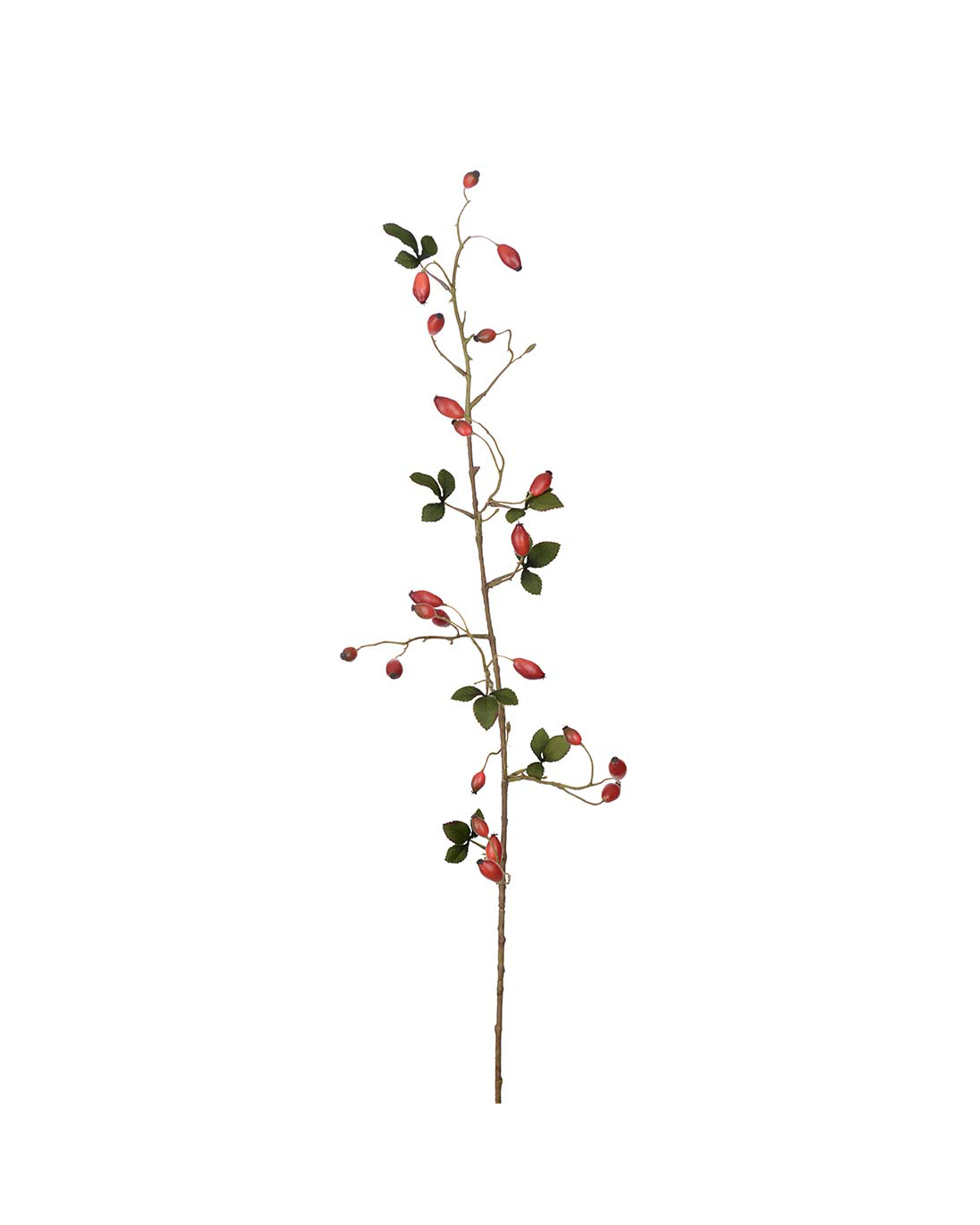 Rosehip Cut Flower Red