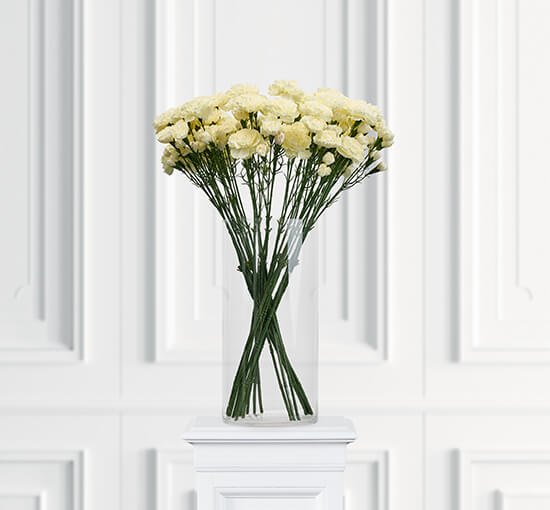 Hvid - Nellike afskårne blomster hvid