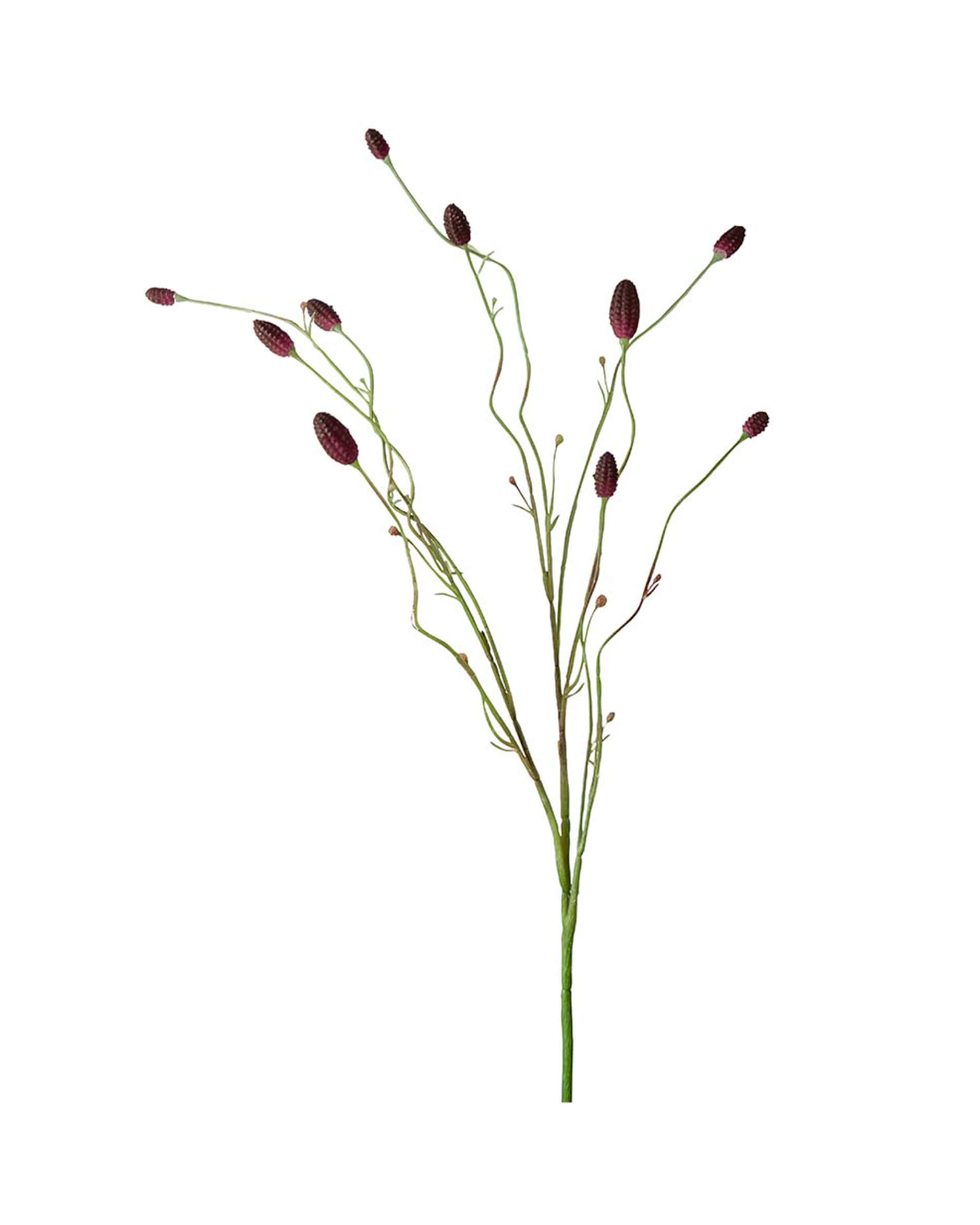 Pimpinell Cut Flower Wine Red