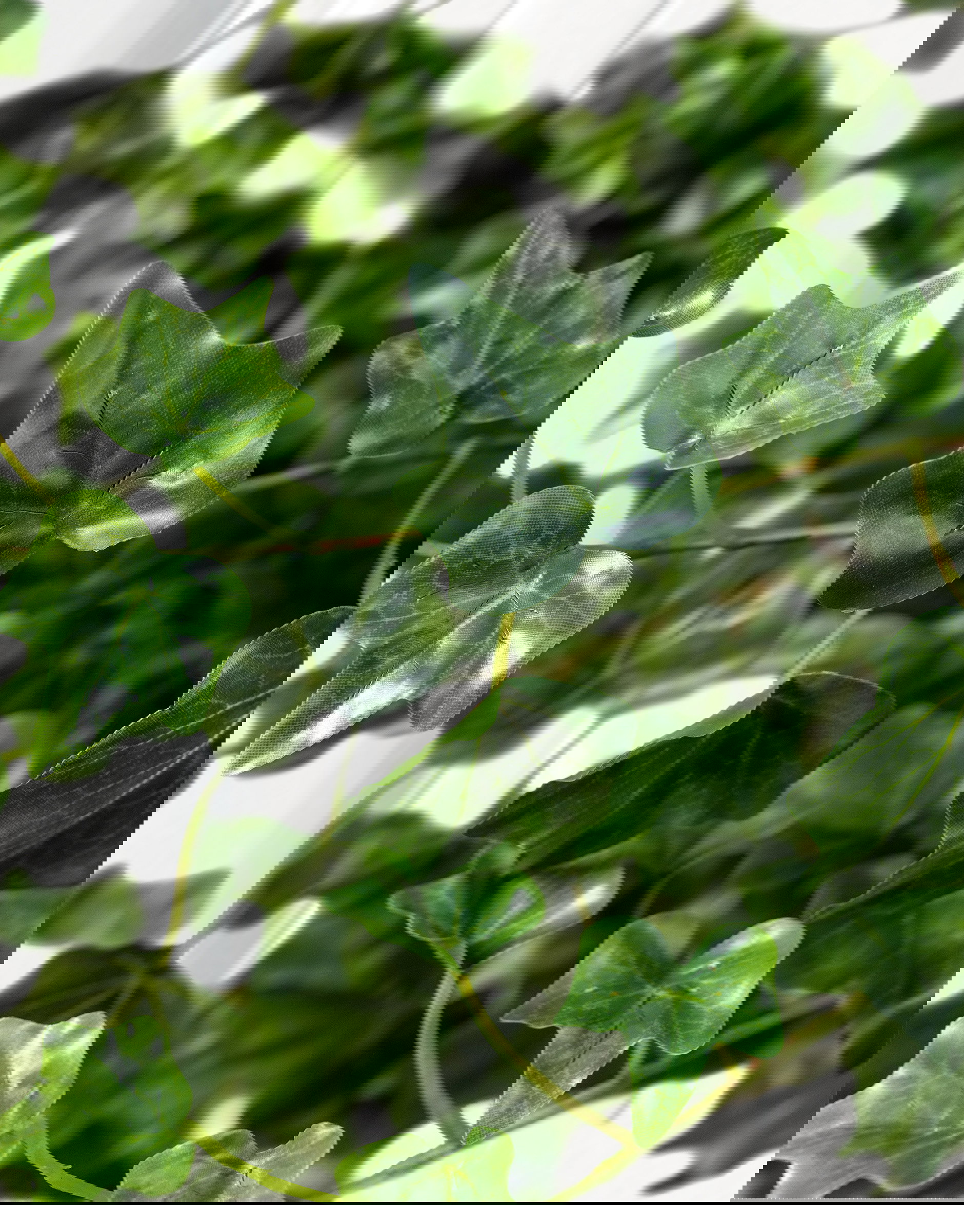 Murgröna kvist grön