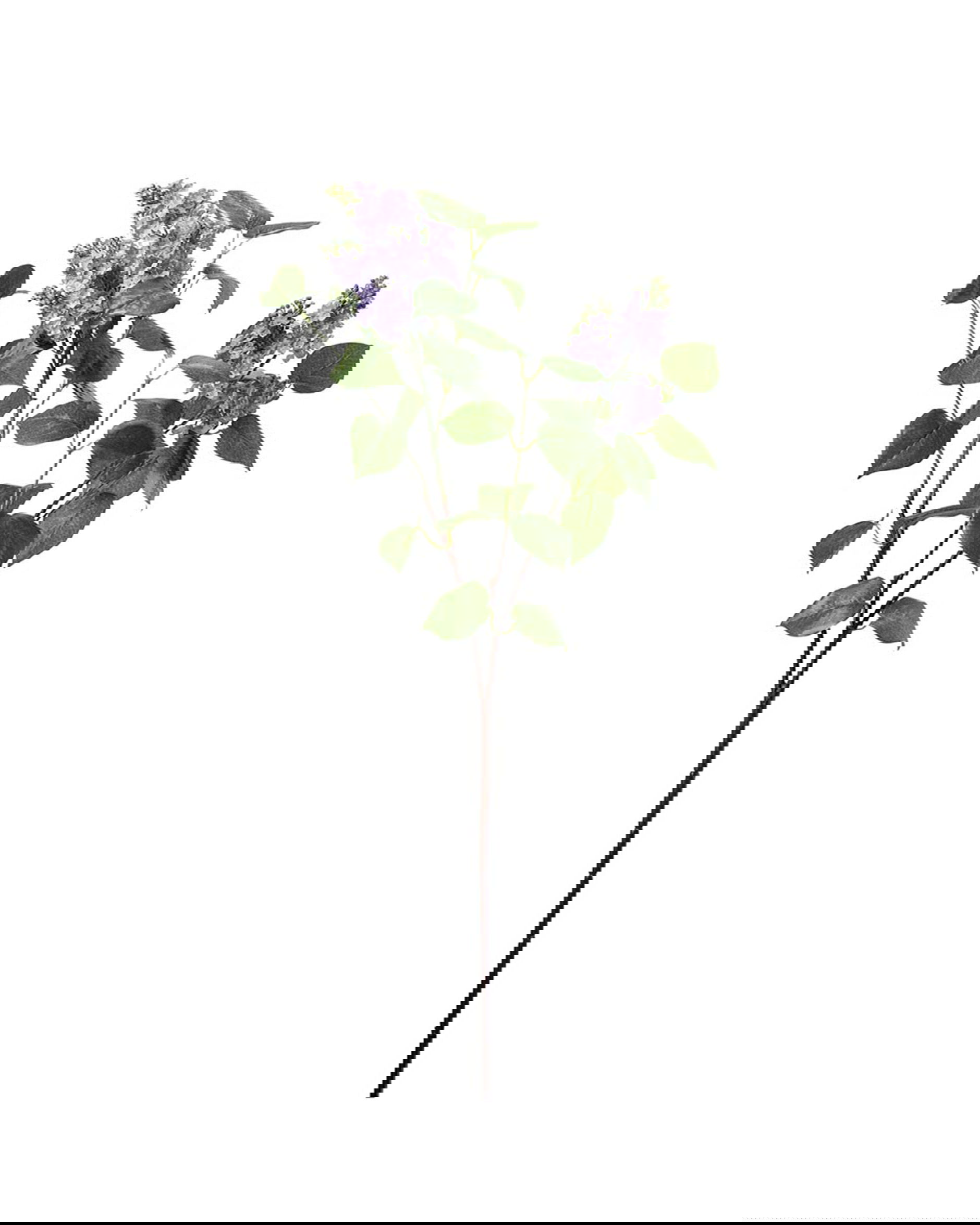 Syreenin oksa, sininen