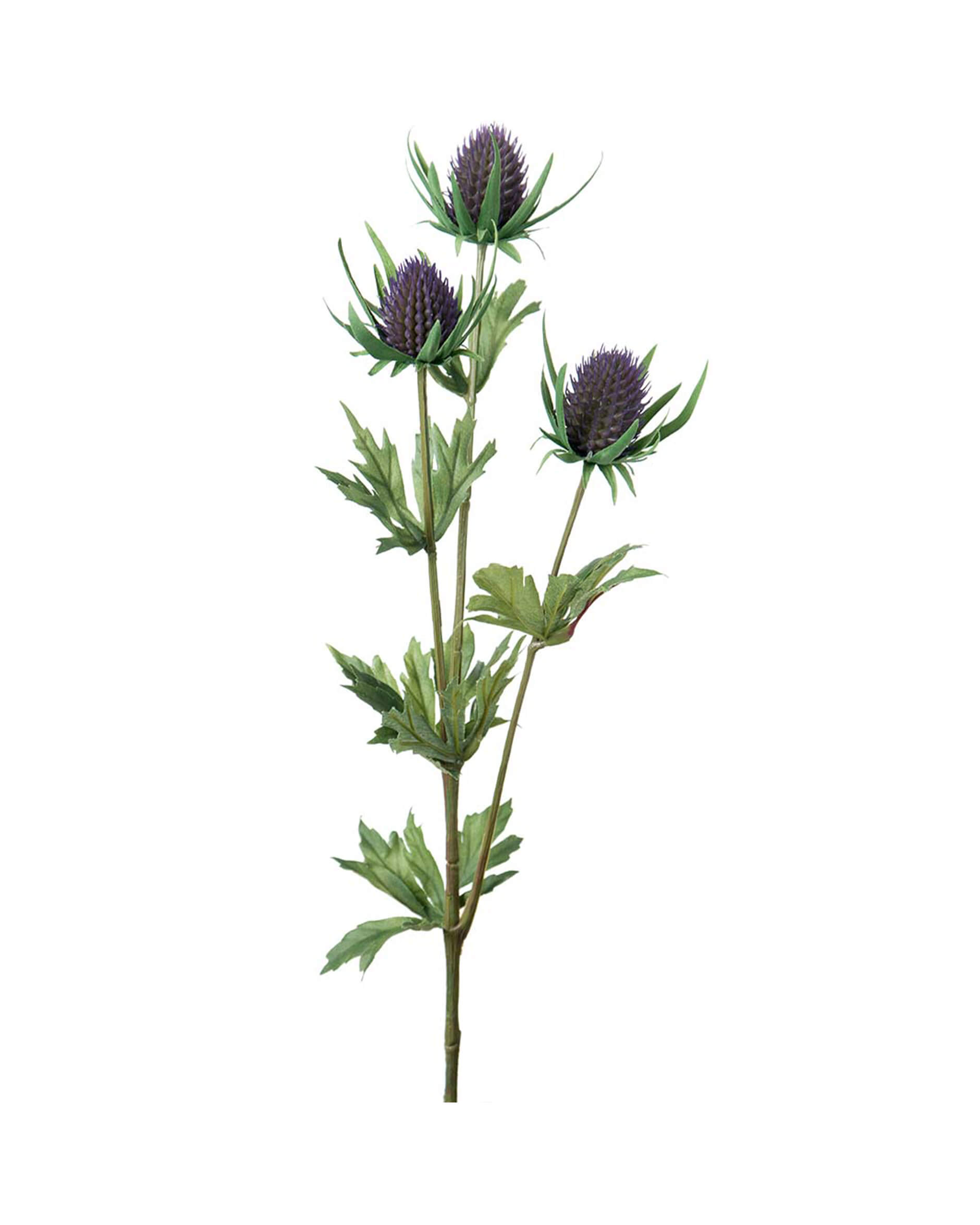 Tistel snittblomma blå