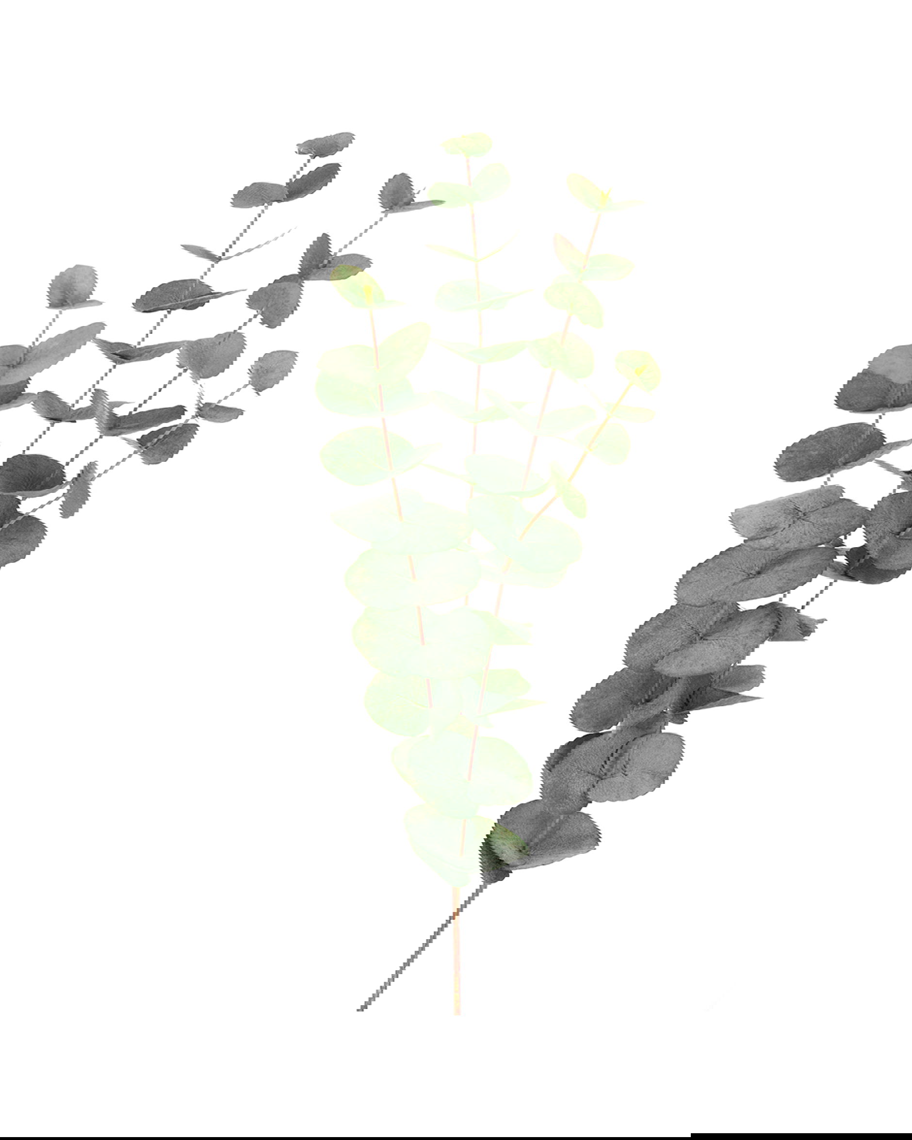 Eucalyptus snittblomma grön