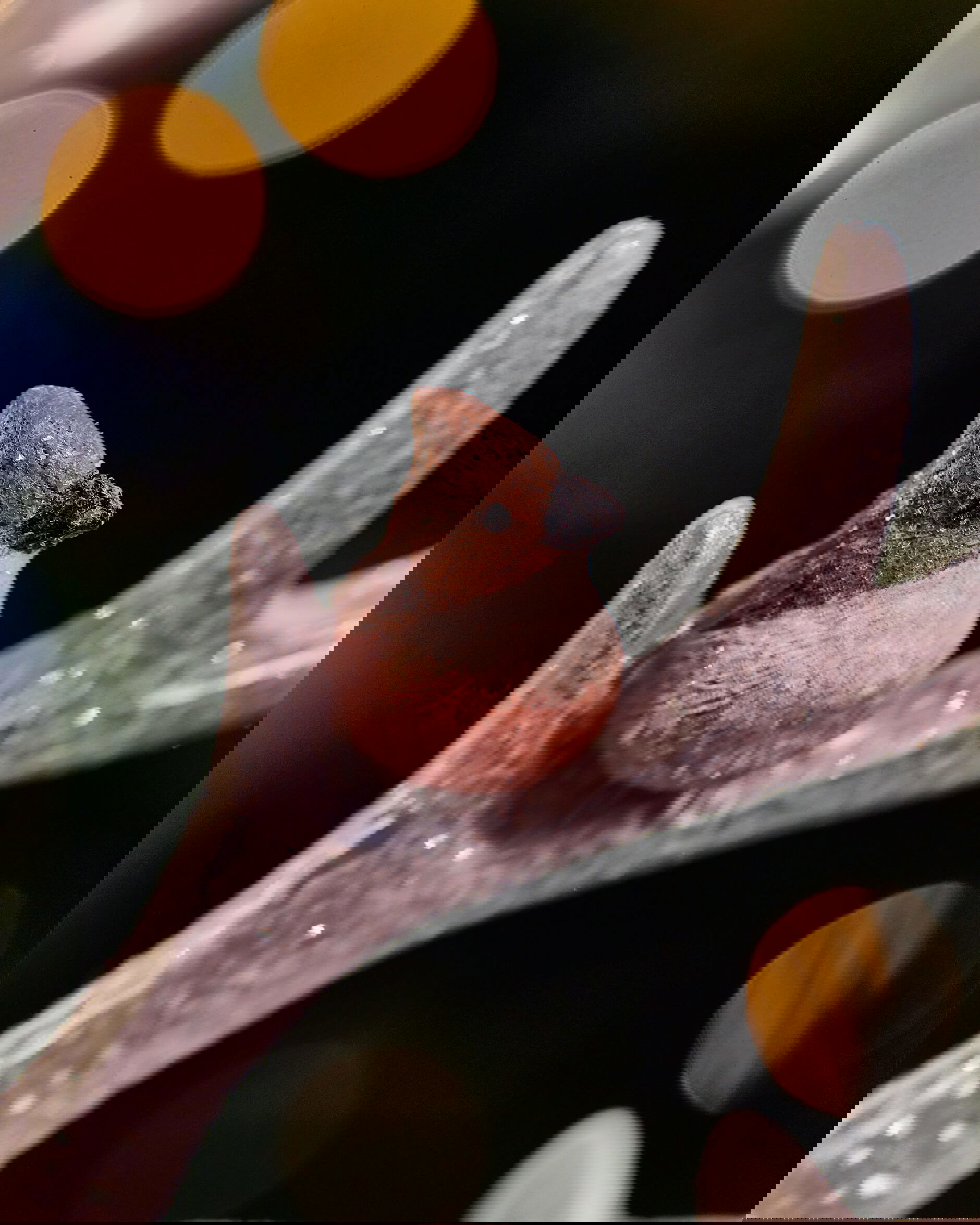 Bernice Hirsch Weihnachtsdekoration weiß