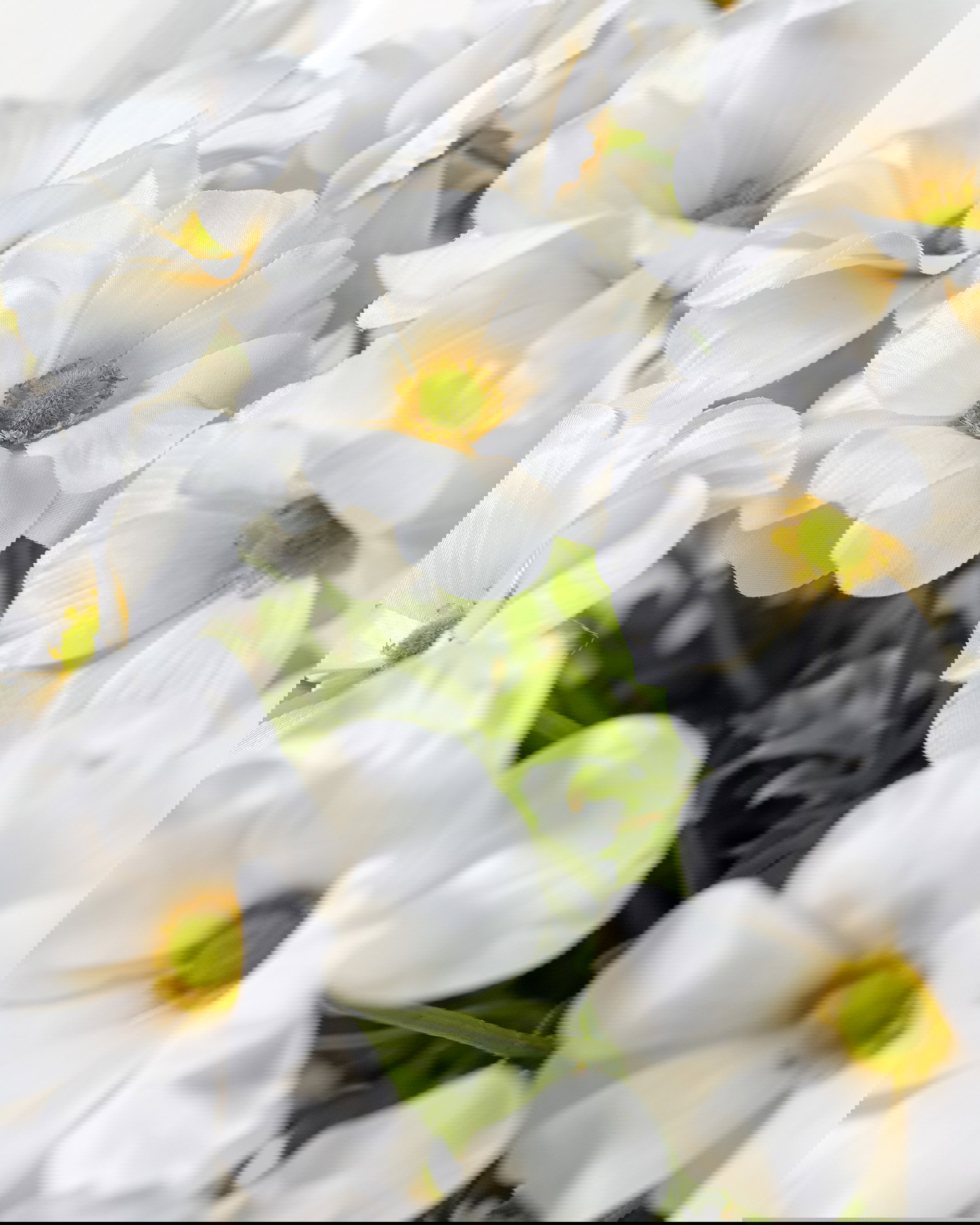 Vlinderranonkel snijbloem crème