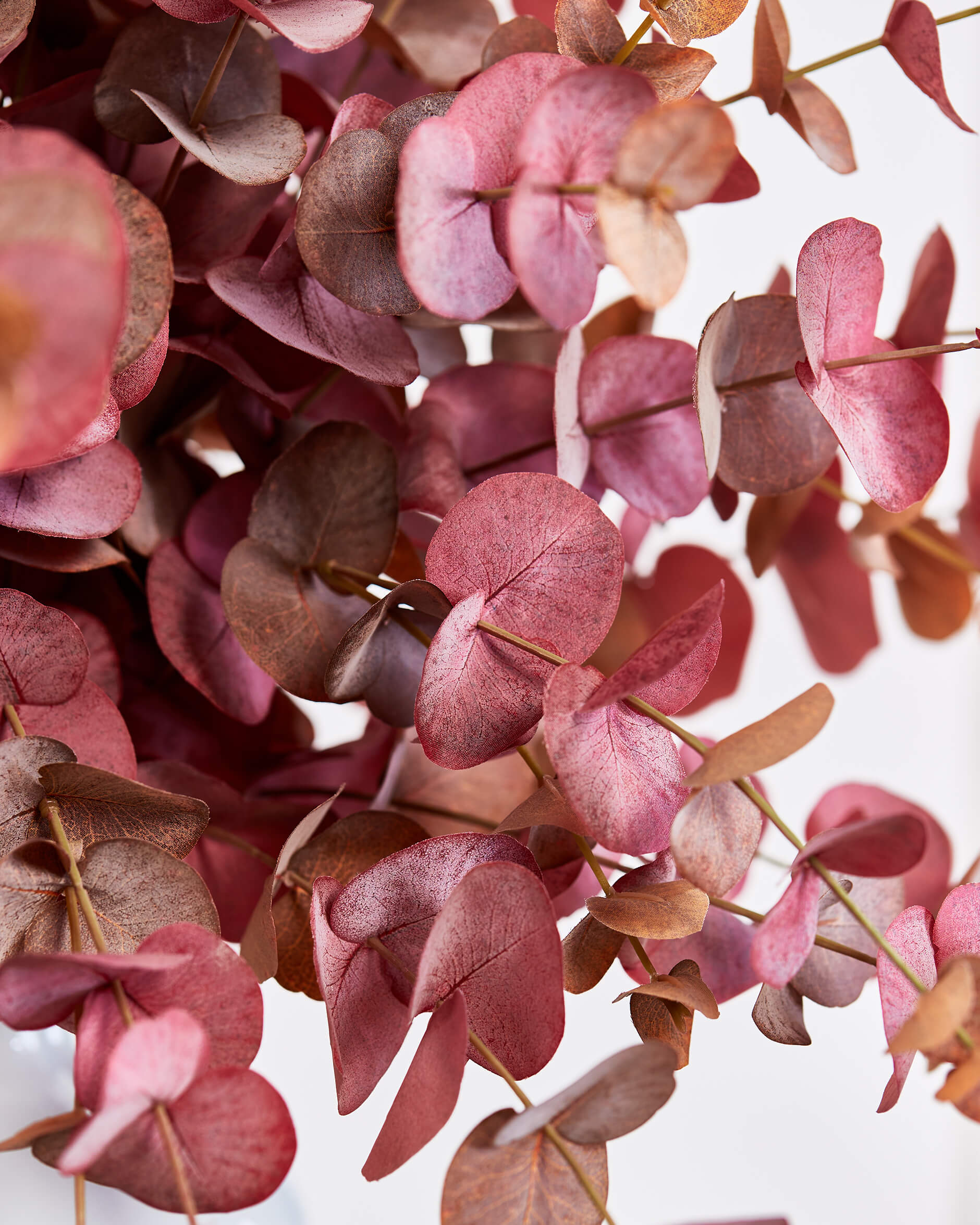 Eucalyptus snittblomma röd