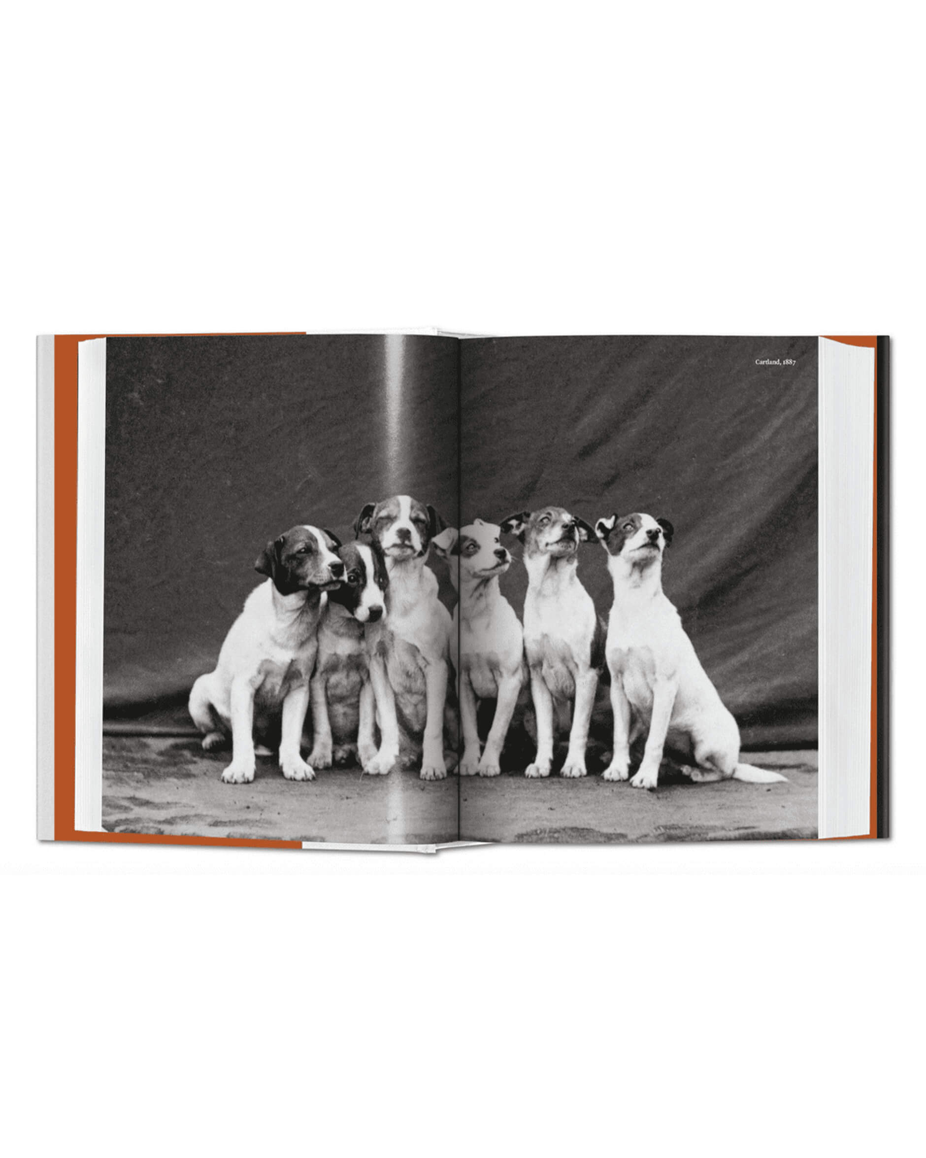 The Dog In Photography