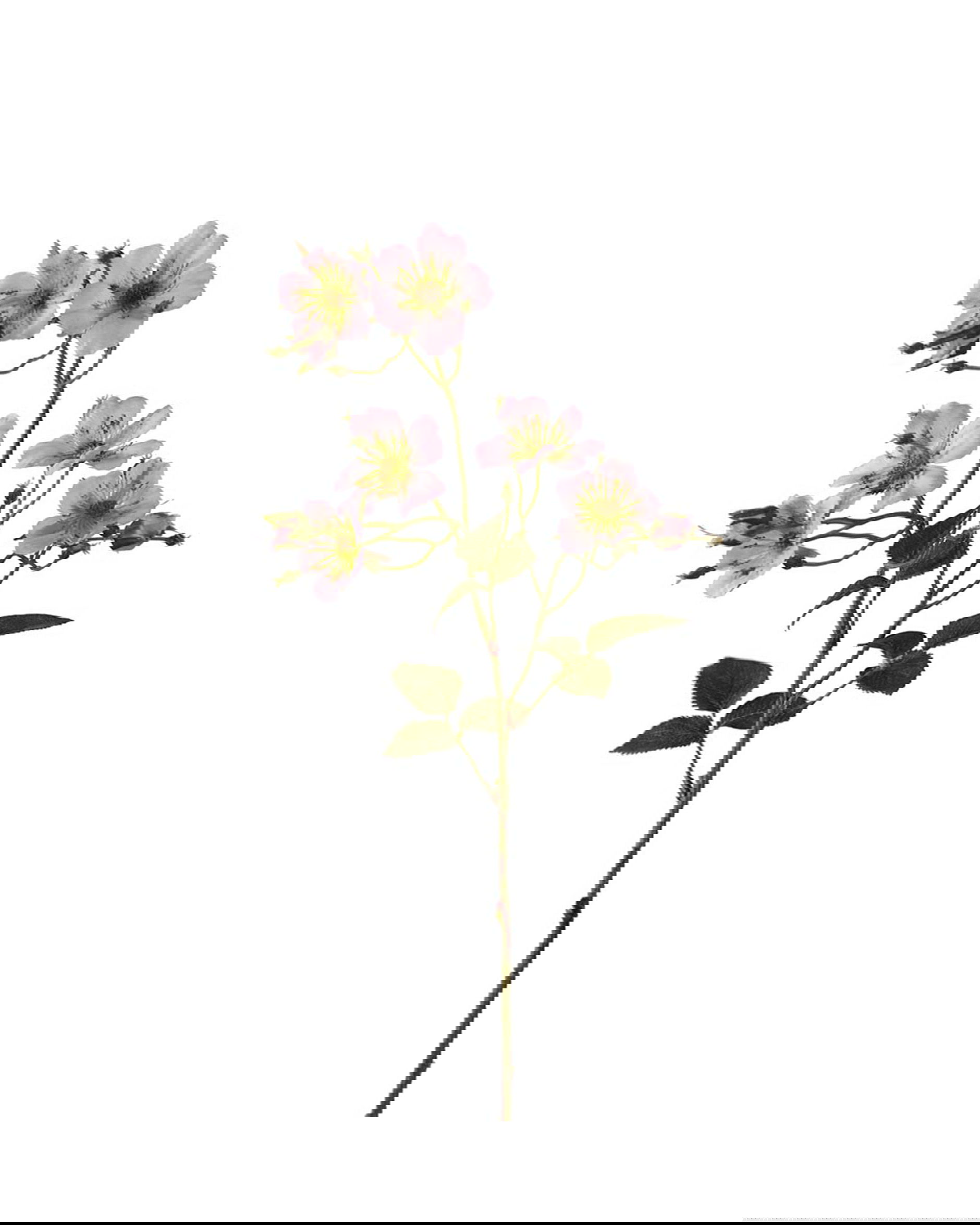 Japanse klimroos snijbloem roze