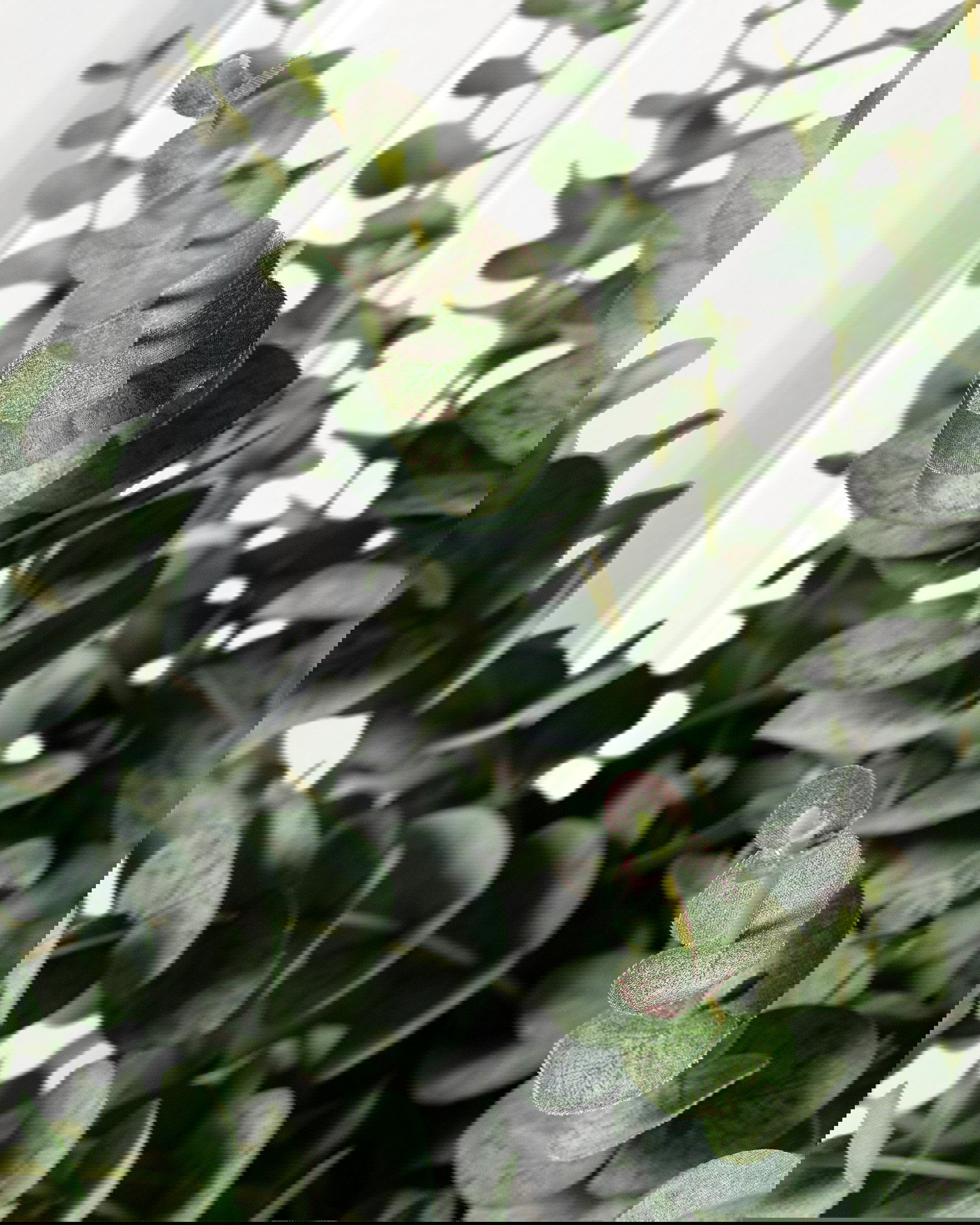 Eucalyptus Cut Flower