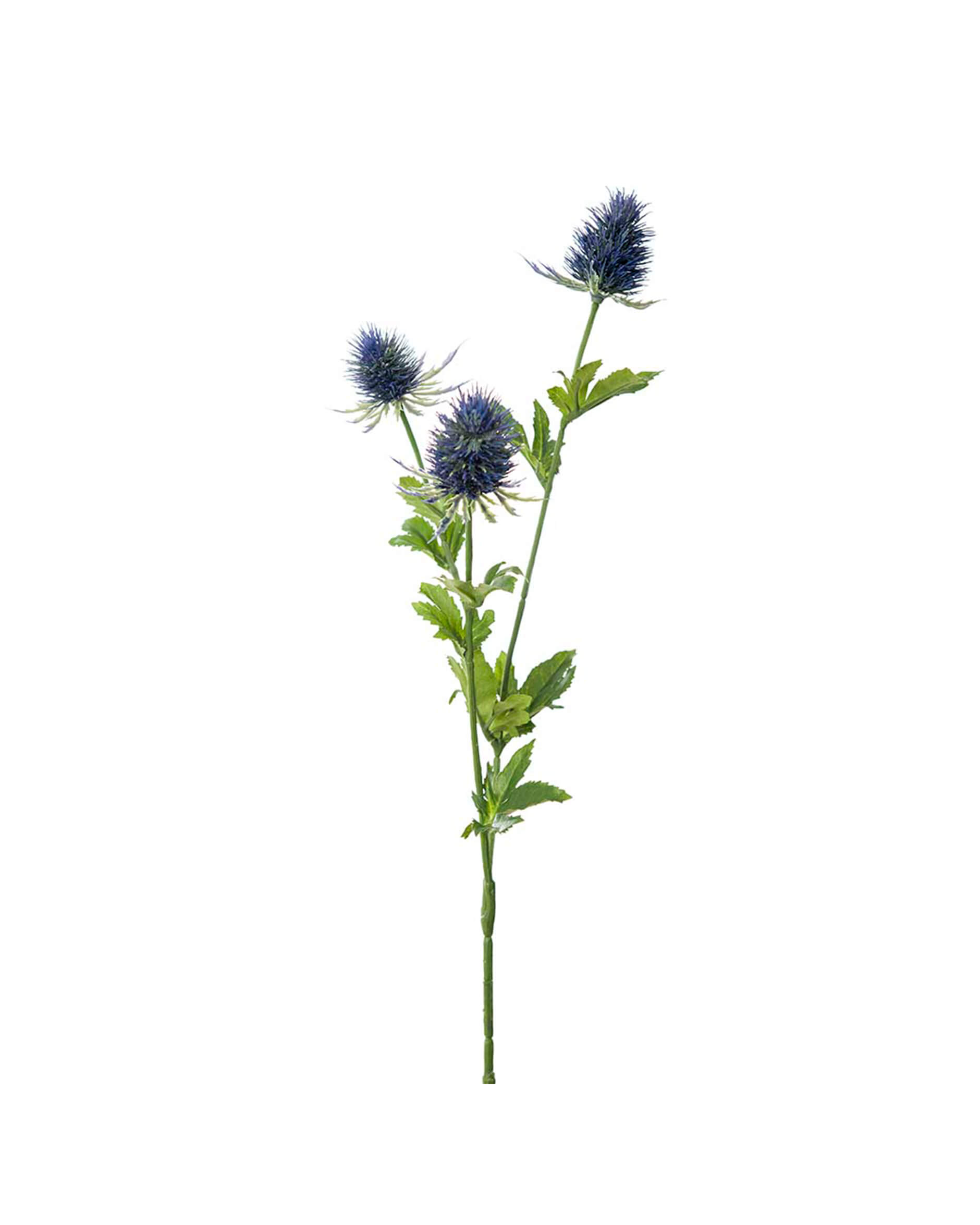 Tistel snittblomma blå