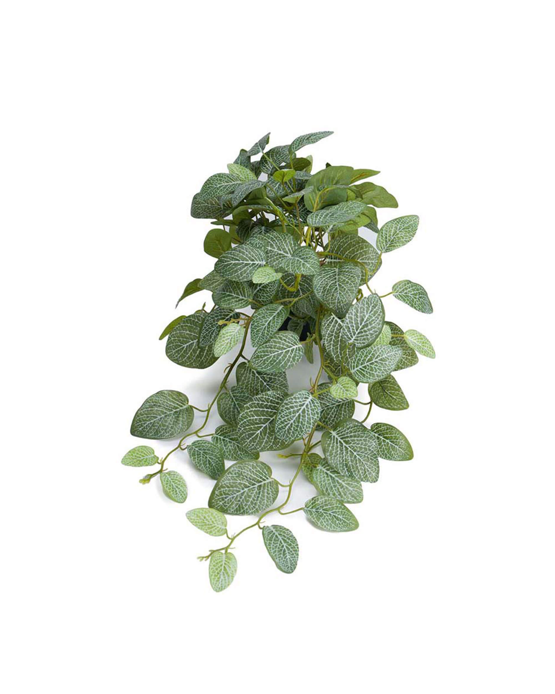 Fittonia krukväxt grön