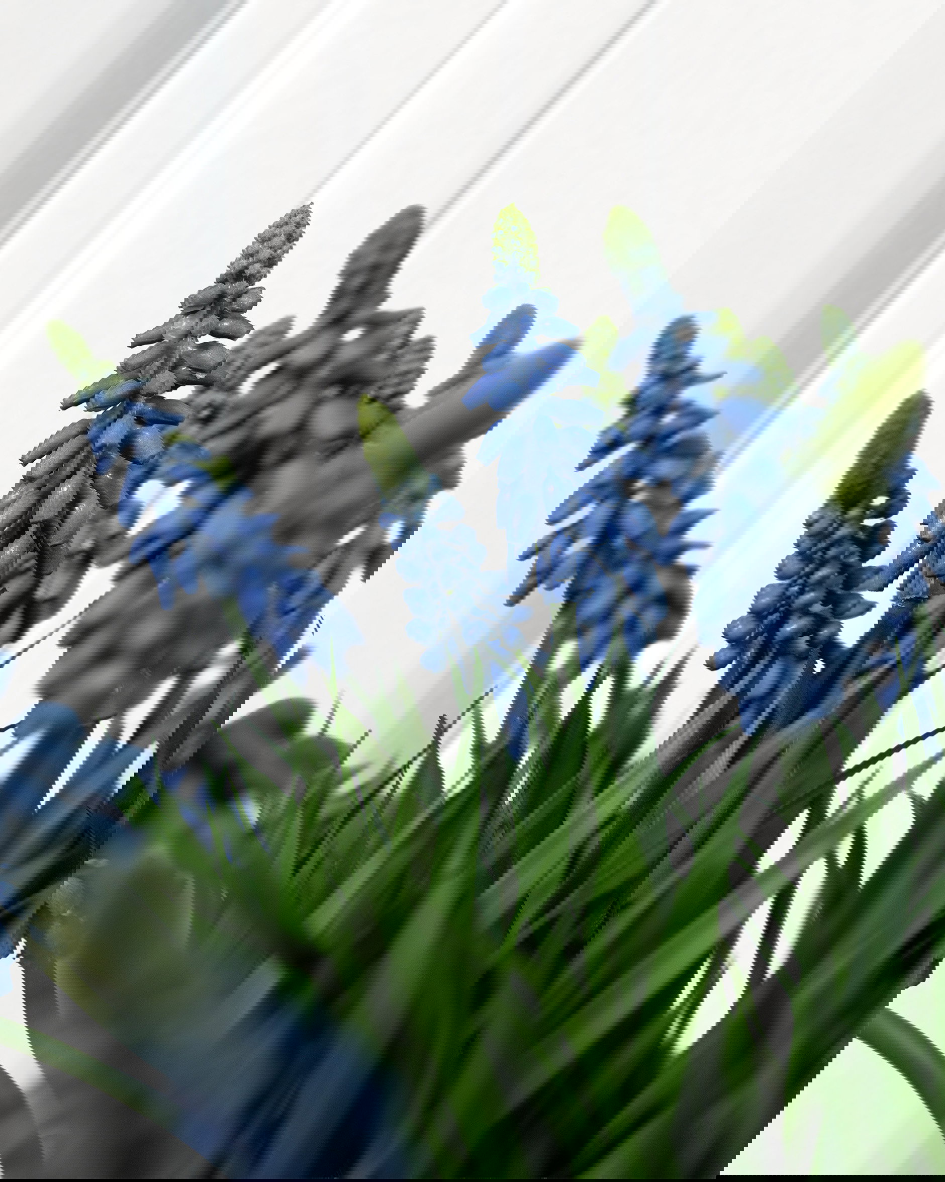 Pärlhyacint krukväxt blå