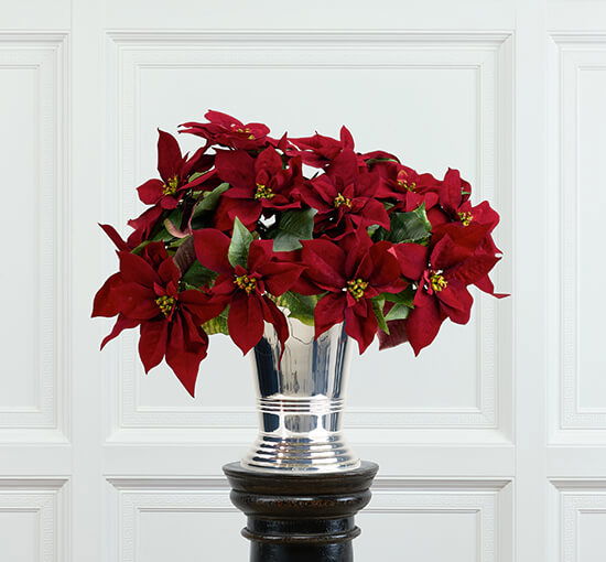 Burgundy - Poinsettia Cut Flower Burgundy