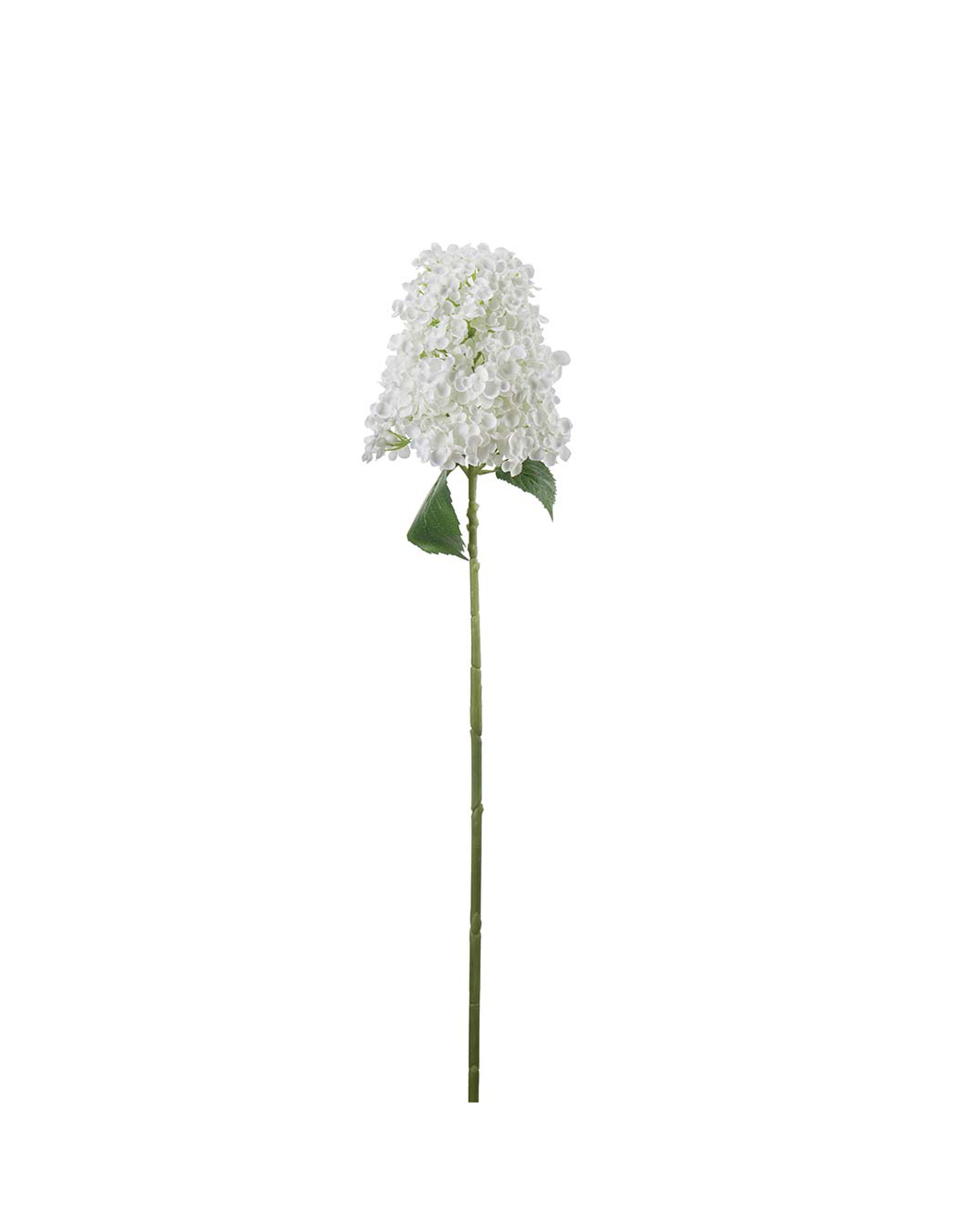 Syrénhortensia snittblomma vit