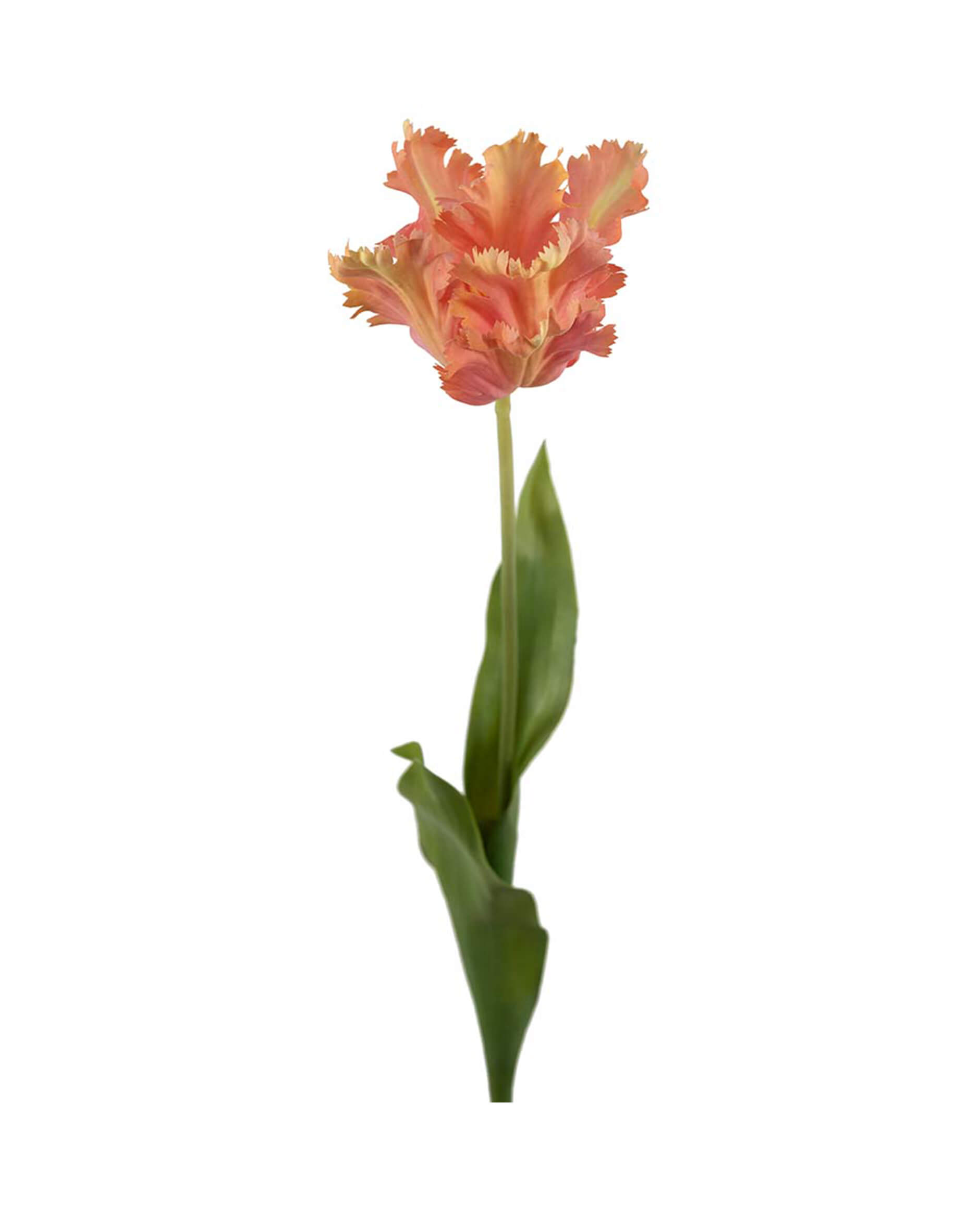 Papukaijatulppaani-leikkokukka, aprikoosi