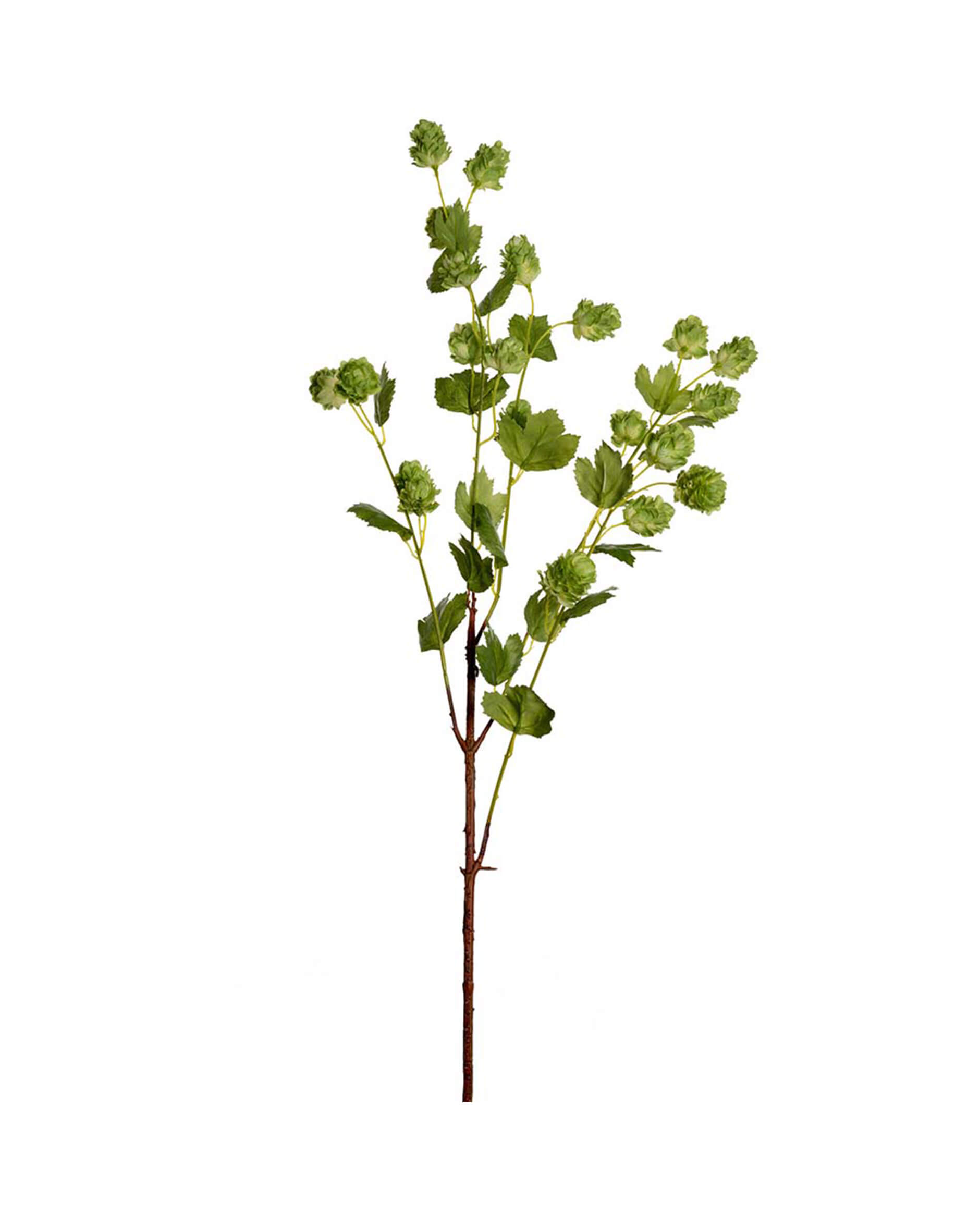 Hops Cut Flower Green