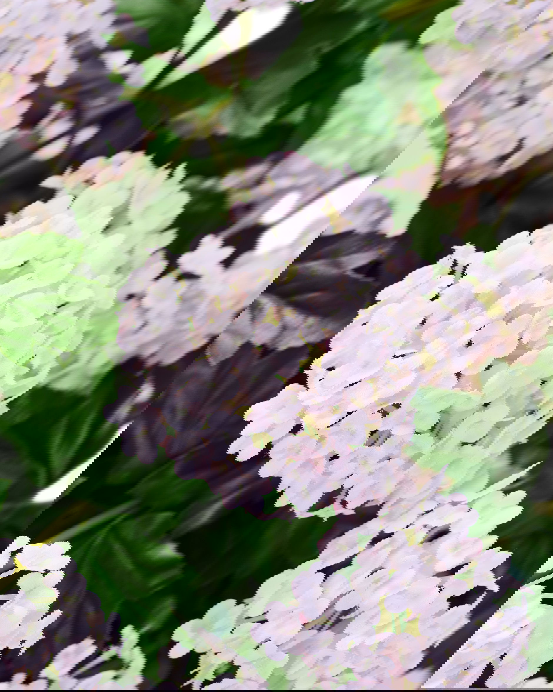 Olvon afskåret blomst hvid