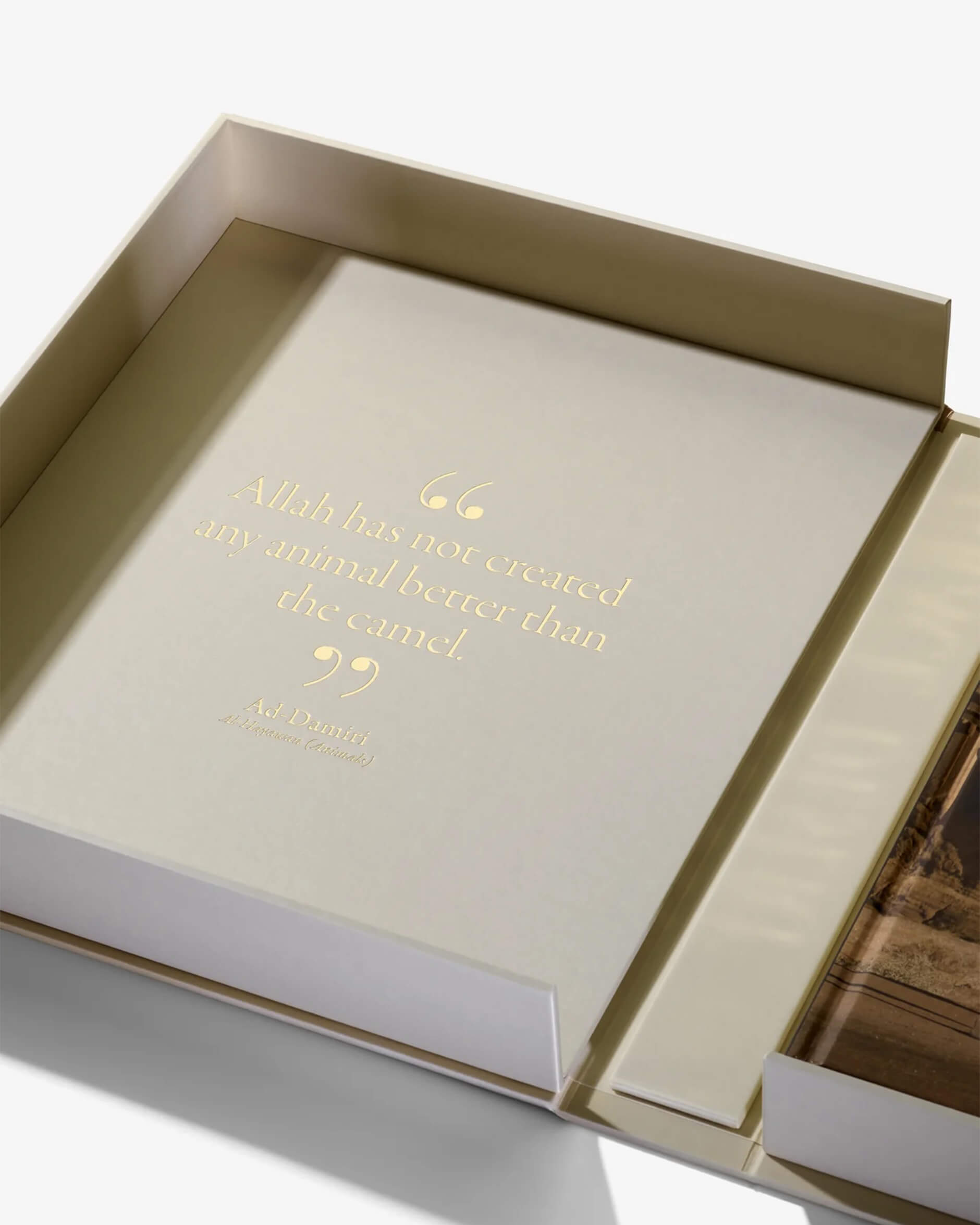 Grace in The Desert: The Beauty of Saudi Arabia's Camels