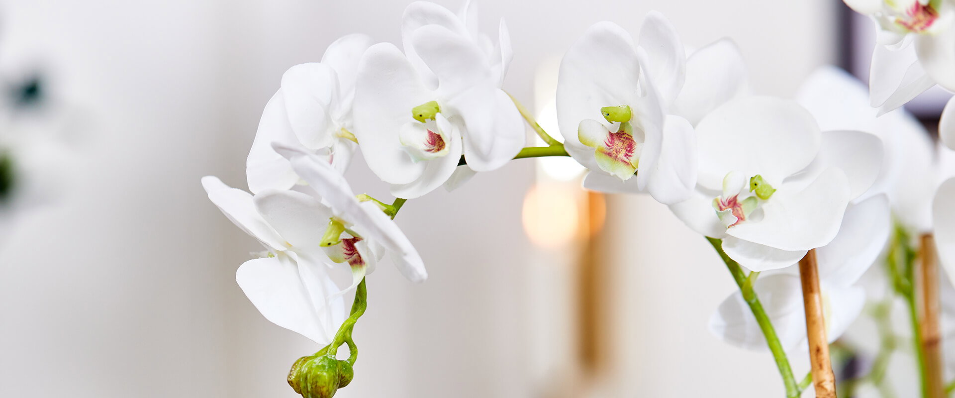 Flower World - Potted Plants
