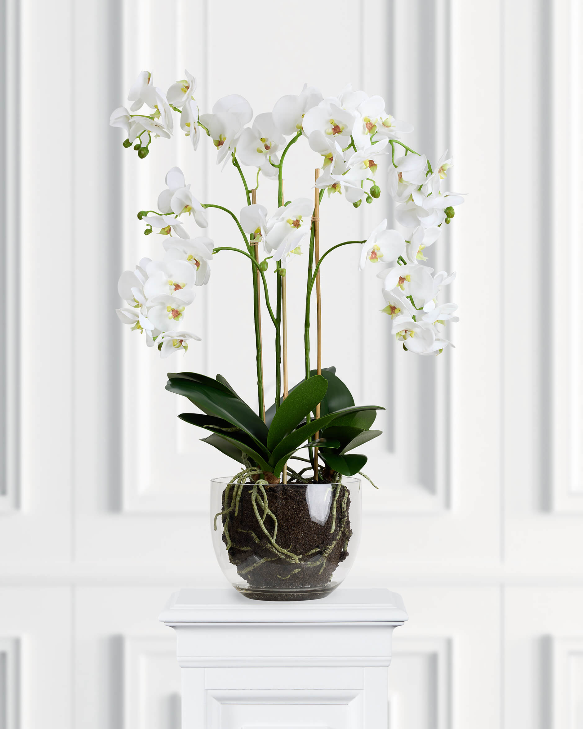 Orkidé krukväxt vit