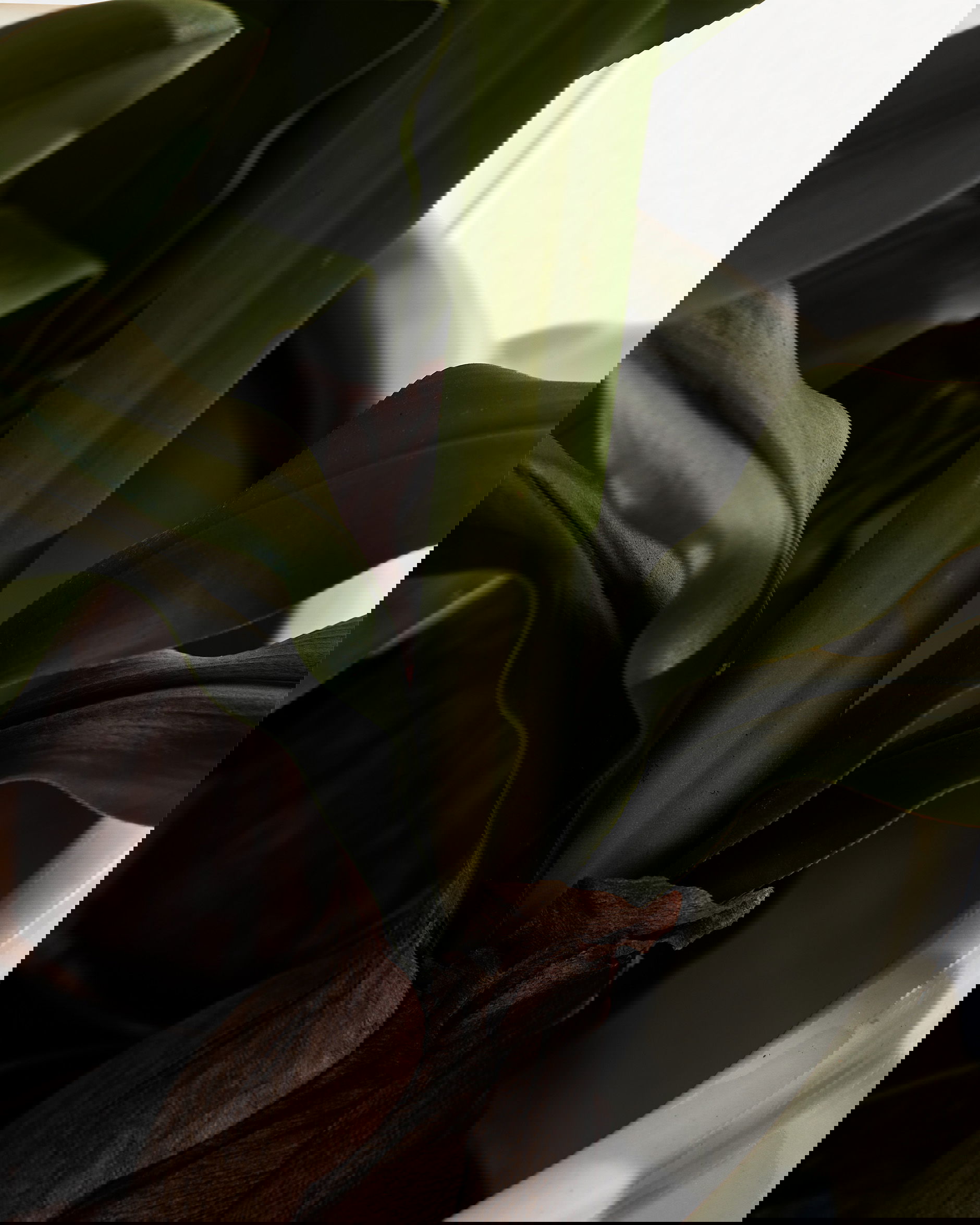 Amaryllis artificial plant white