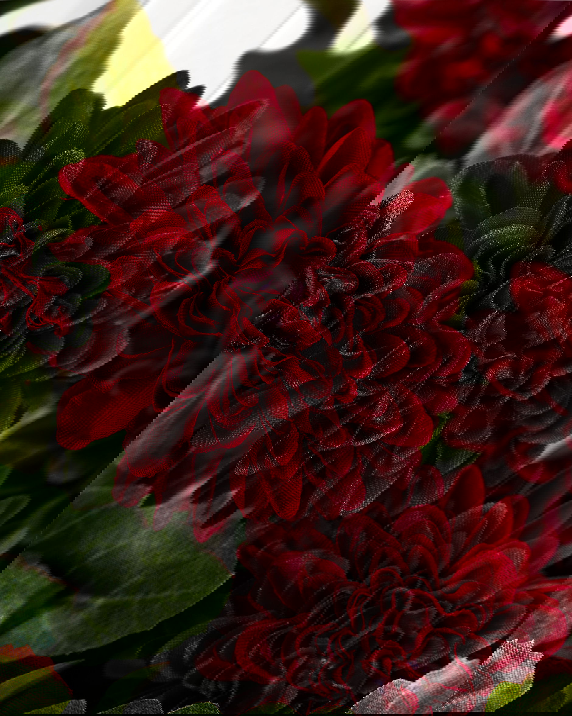 Krysantemum snittblomst vinrød