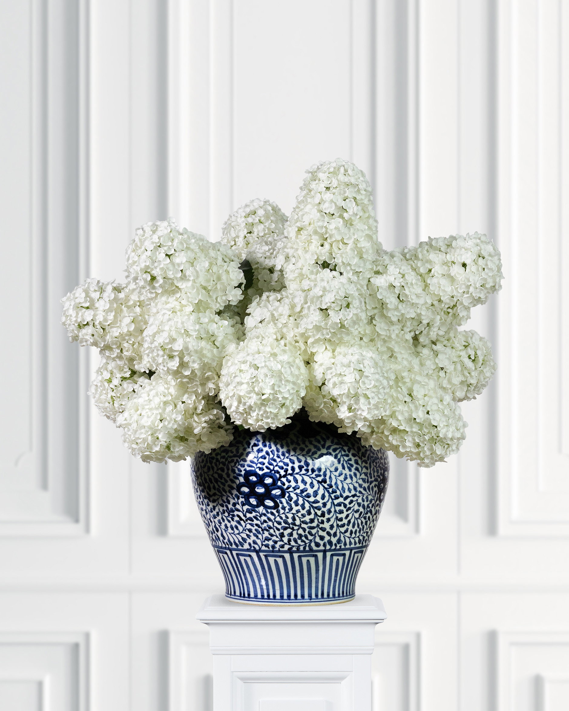Syrénhortensia snittblomma vit