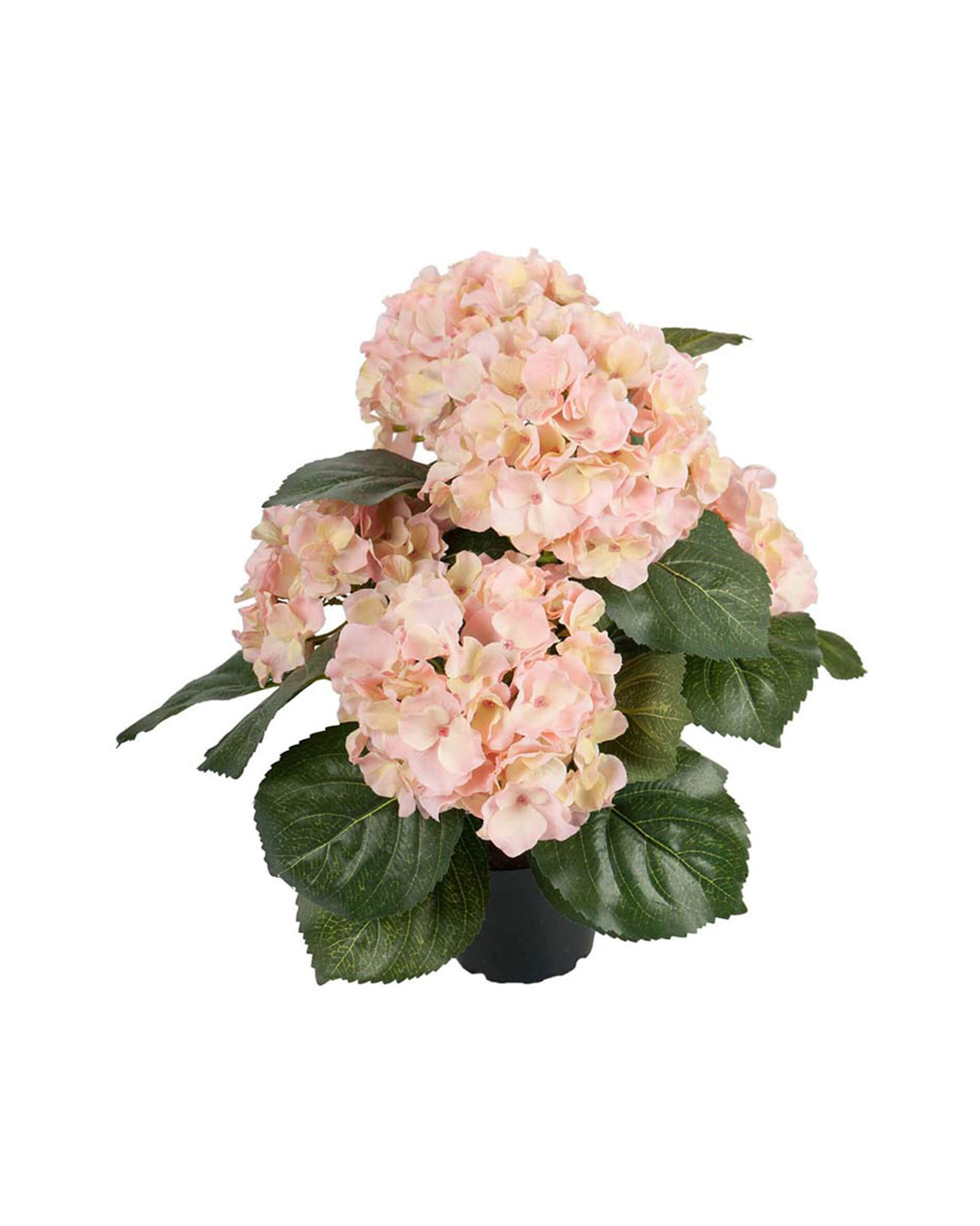 Hydrangea Potted Plant Pink