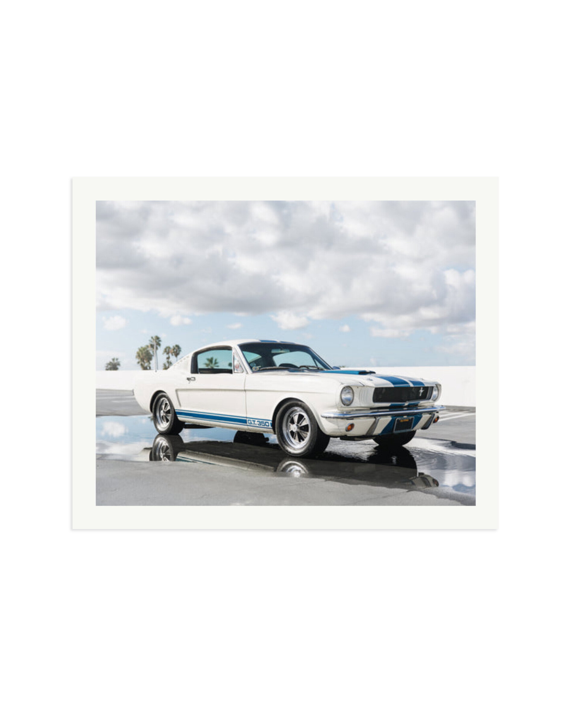 Ford Mustang Shelby GT350 Print Only / XXL
